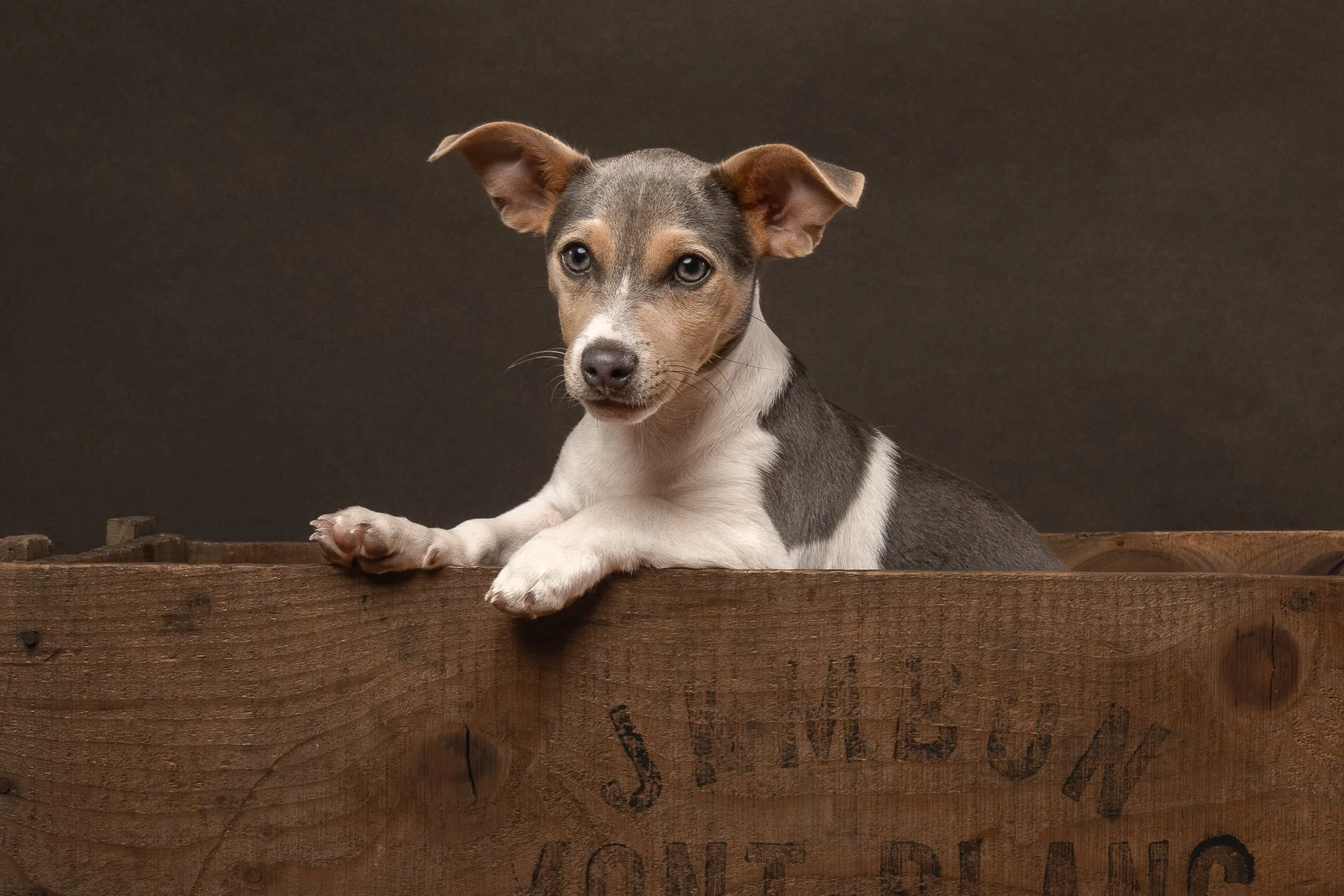 A Puppy’s First Dog Photography Session in Billingshurst: Remembering Dave, Welcoming Rodney