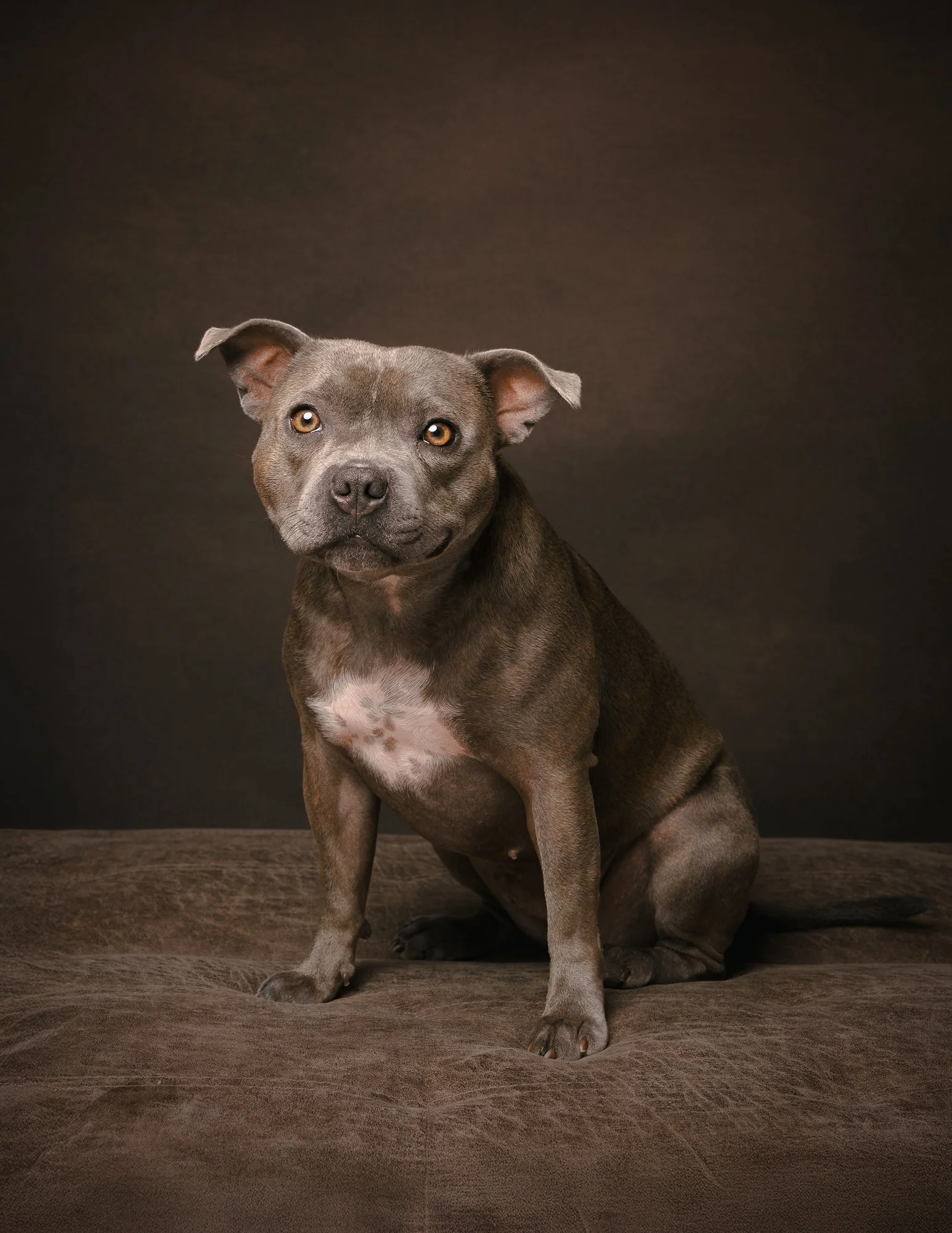 Dog Photography West Sussex_72.jpg