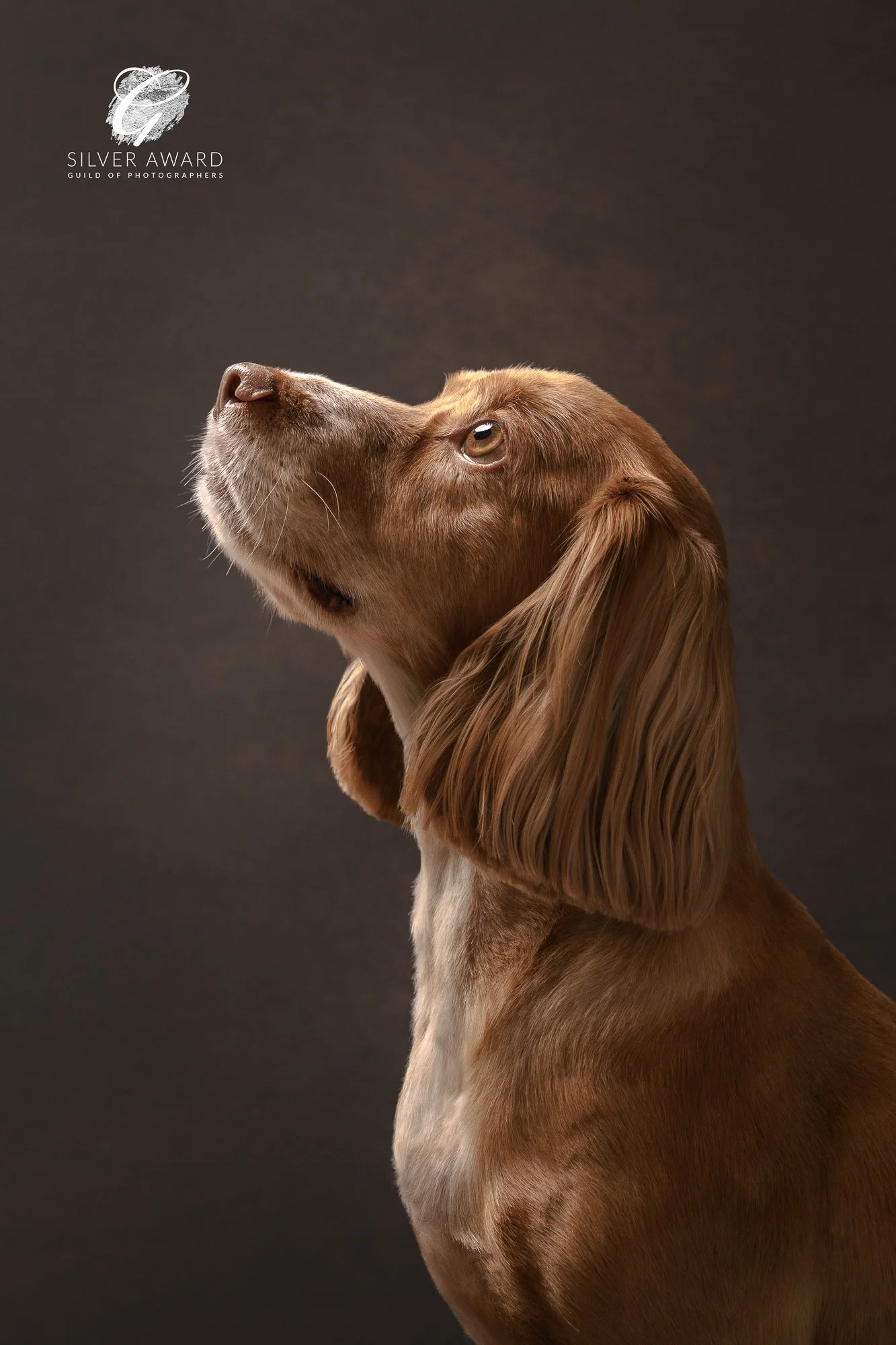 Spaniel looking up to the light in the studio side profile shot 