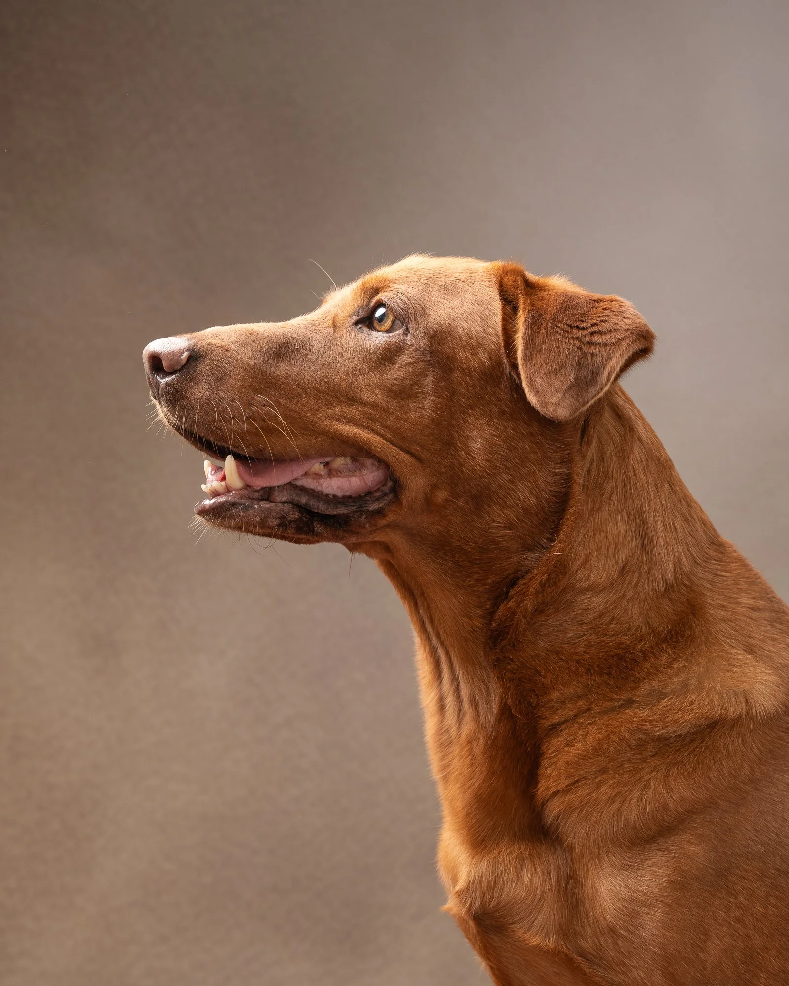 happy fox red labside profile taken by life and landscape photography 