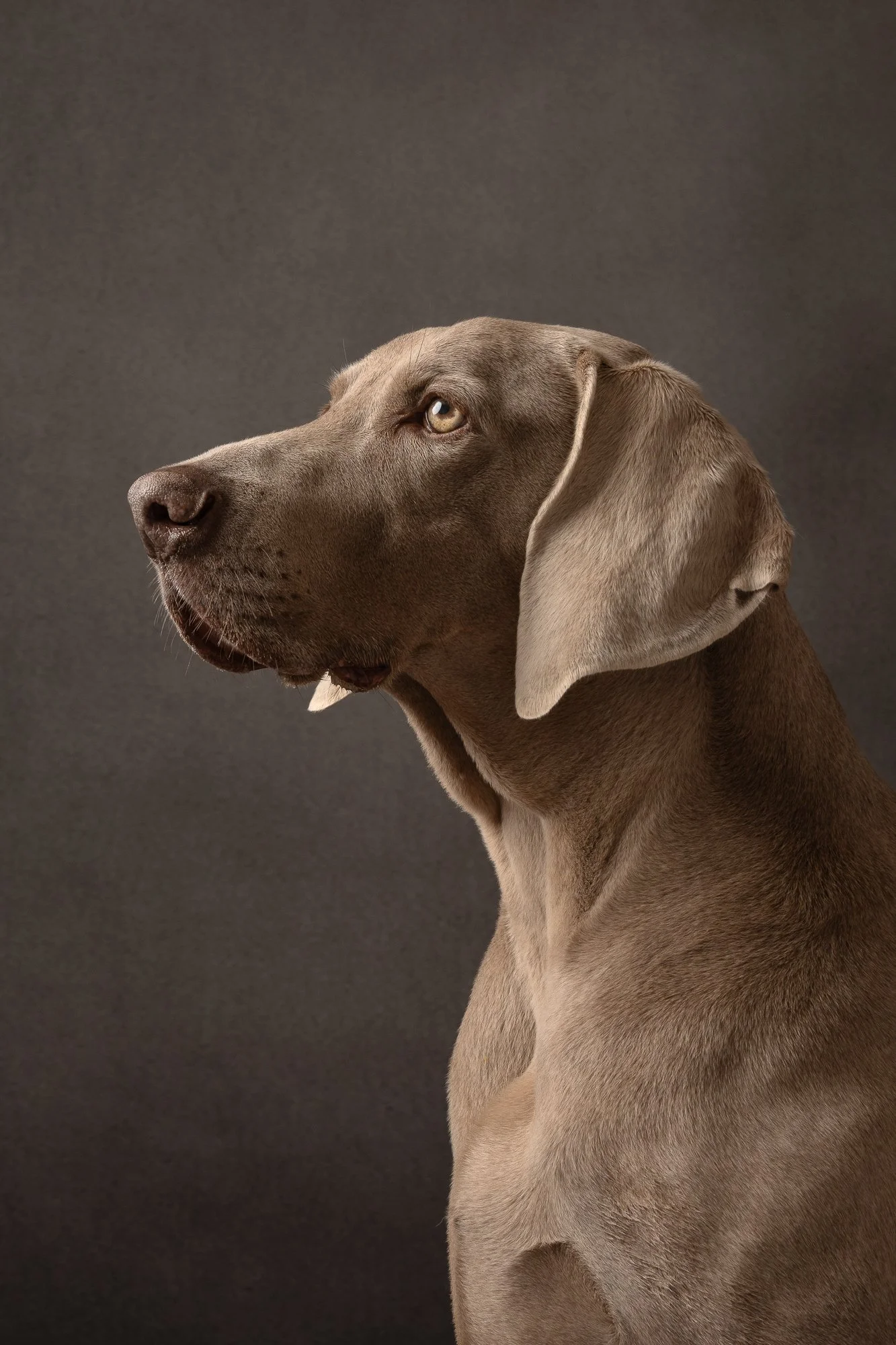grey weimaraner side profile studio shot 