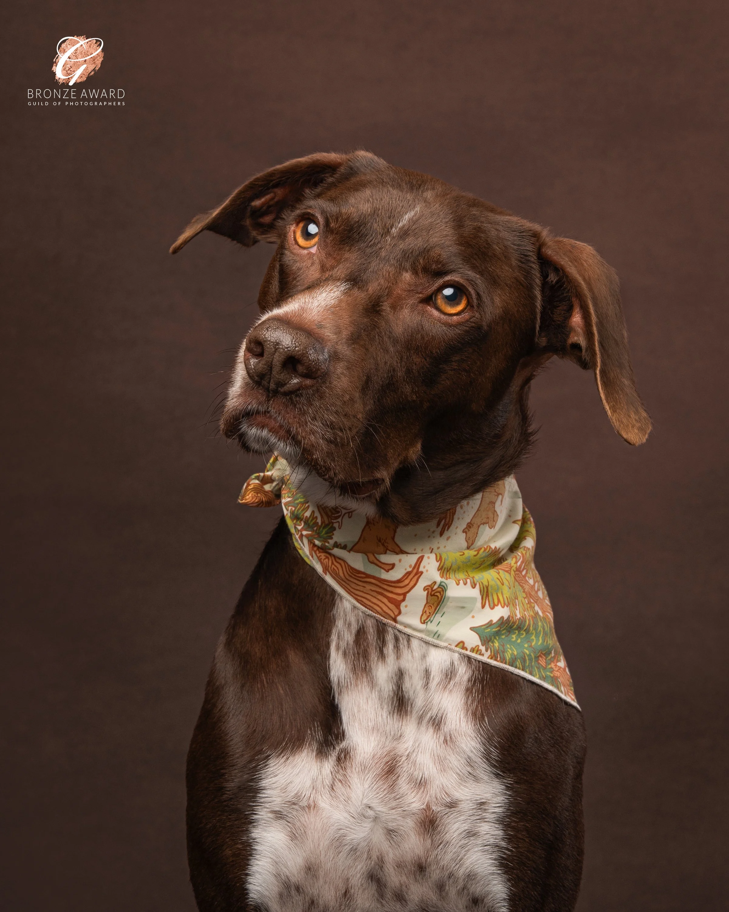 studio dog portrait of a rescue dog wearing a scarf 