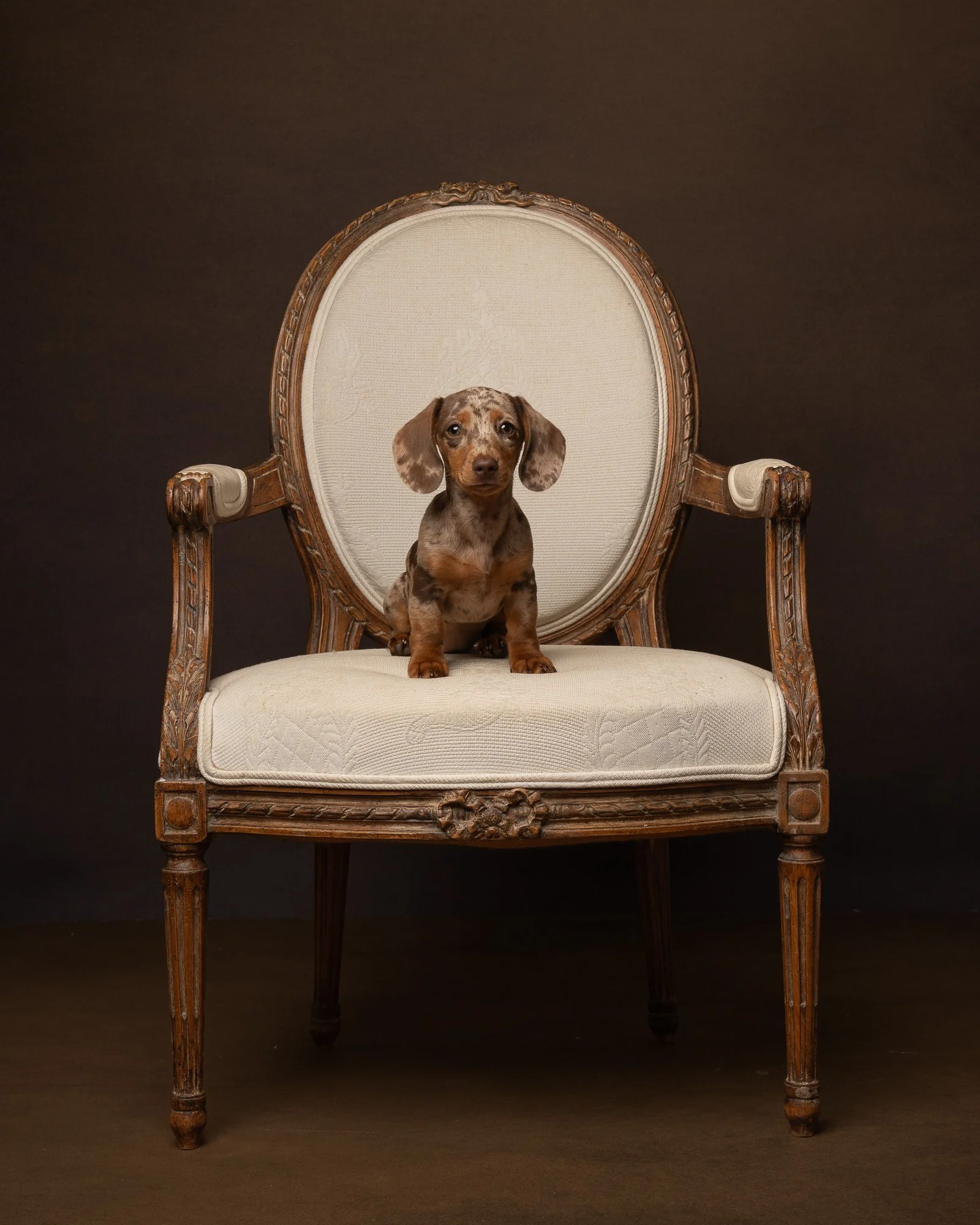 dappled dachshund puppy on an antique chair in the west sussex studio 