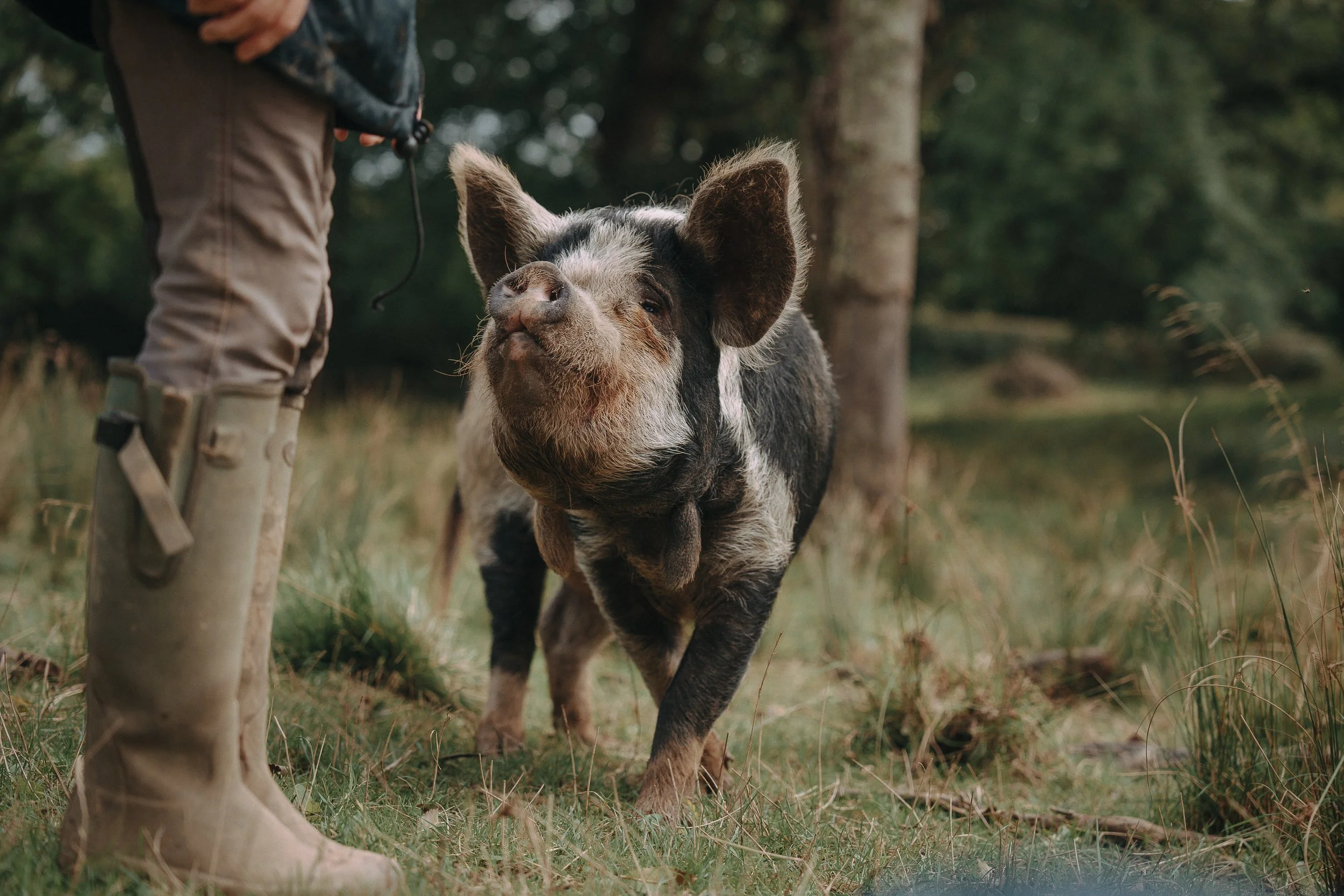 A piglet with black, white, and brown fur sniffing a person's leg outdoors in a wooded area.