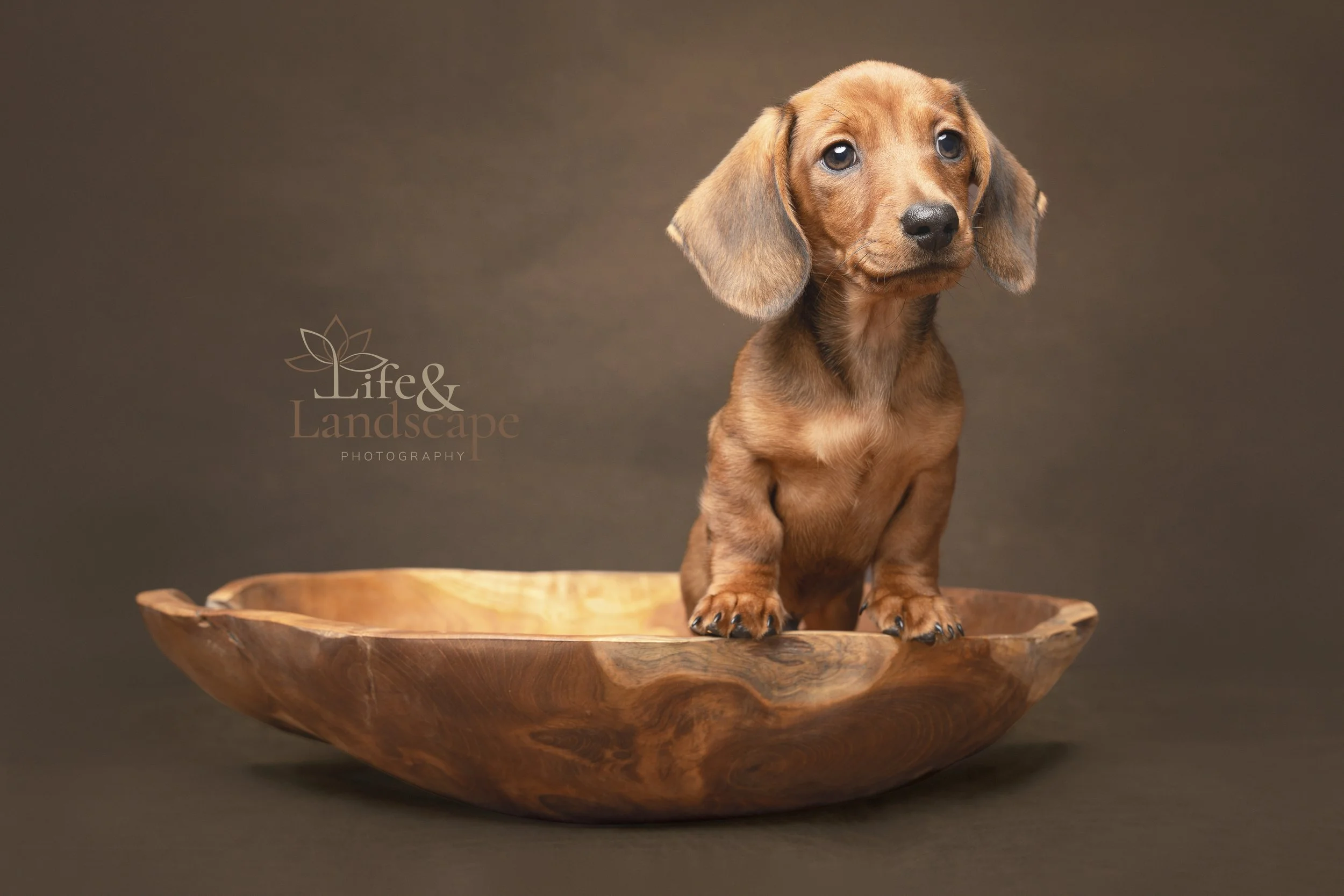 dachshund puppy in a bowl in a studio on a brown background