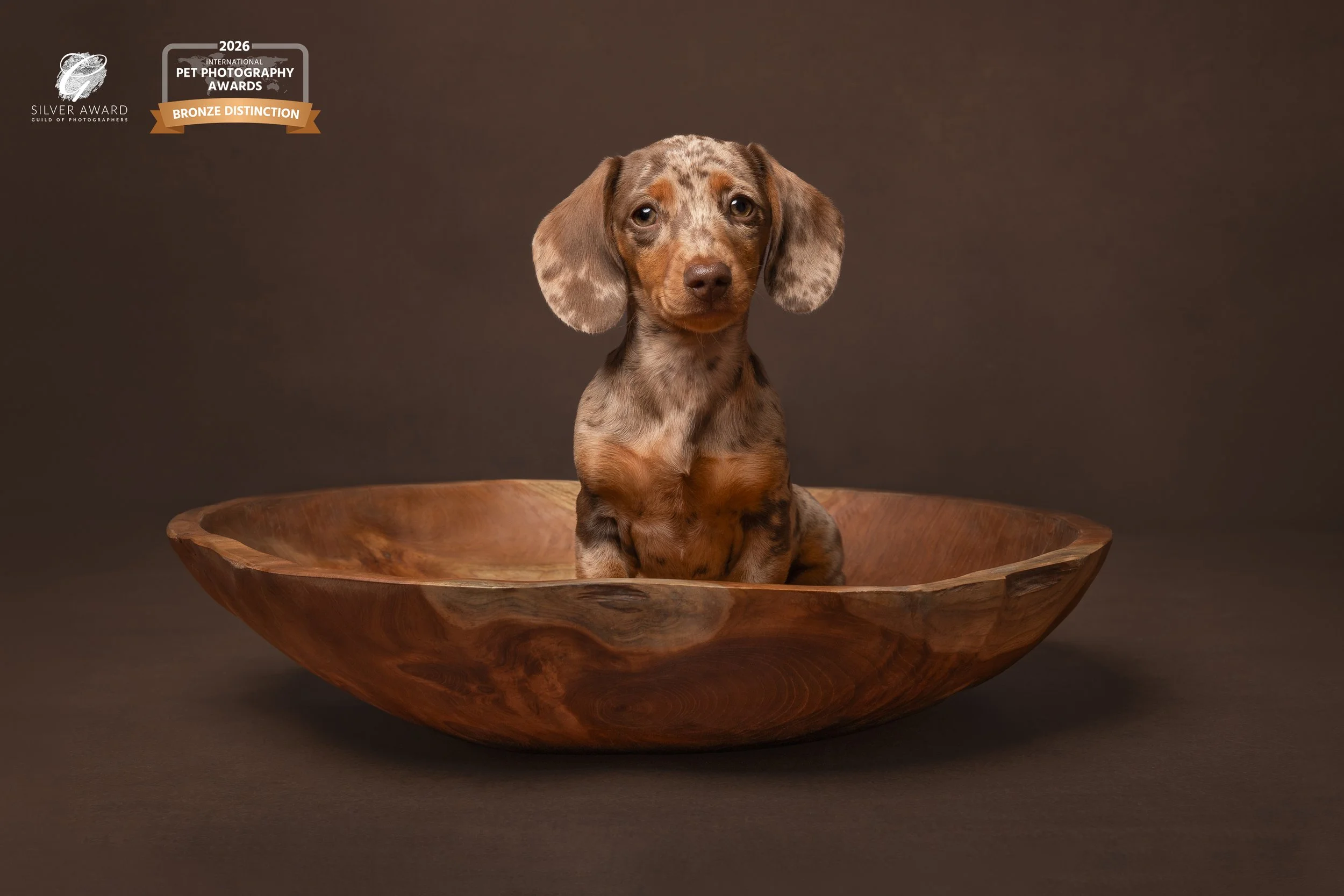 award winning studio dog portrait of a dachshund in a rustic bowl