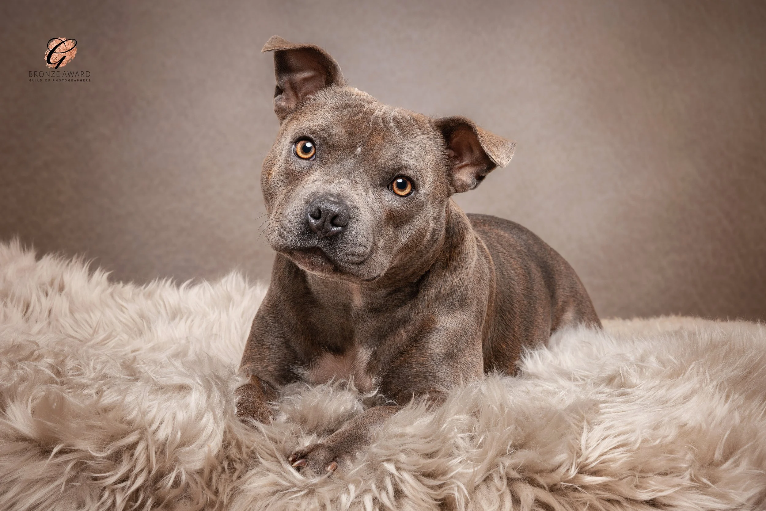 a staffordshire bull terrier laying on a beige furry throw in a photography studio 