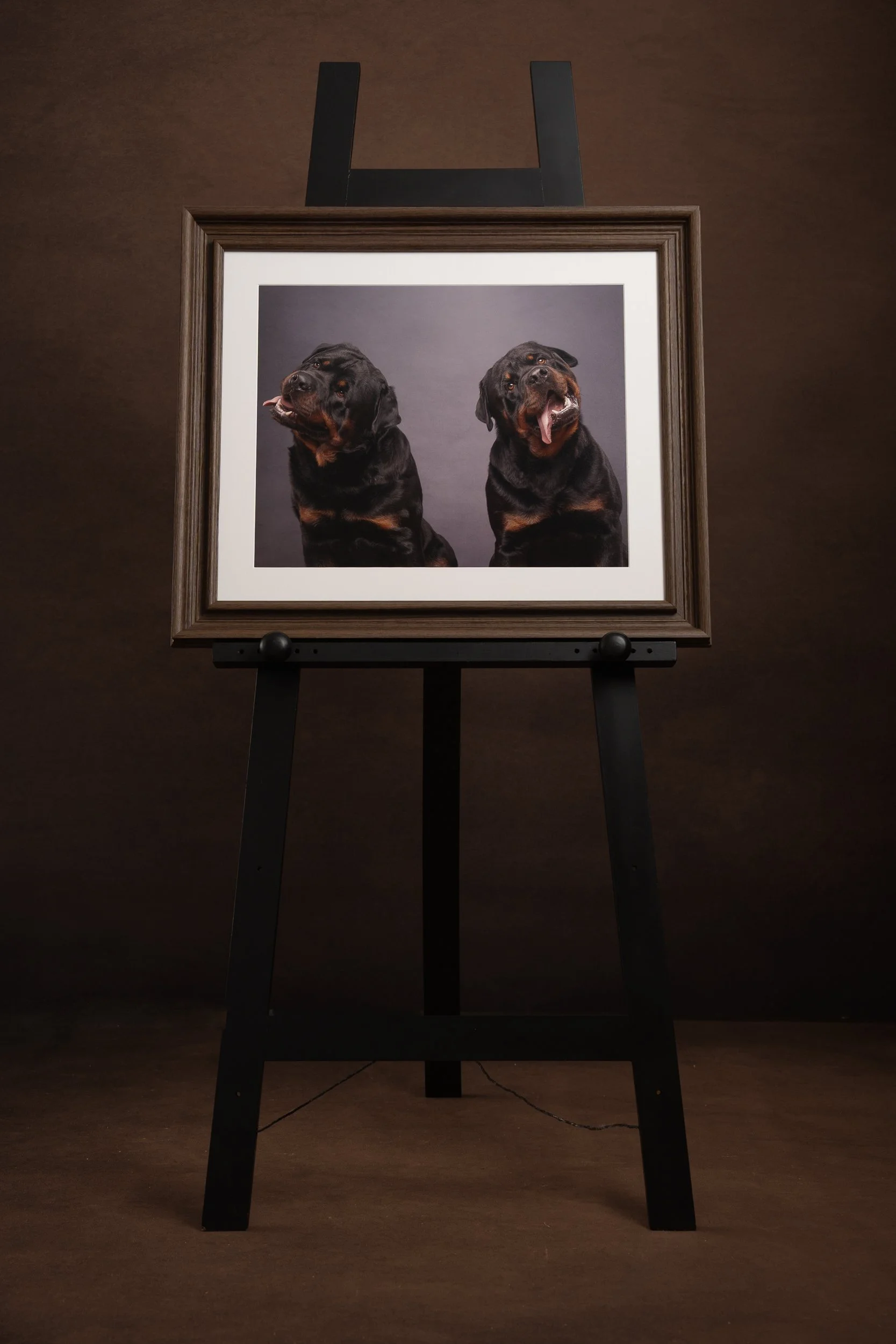 studio dog photography portraits on easel 