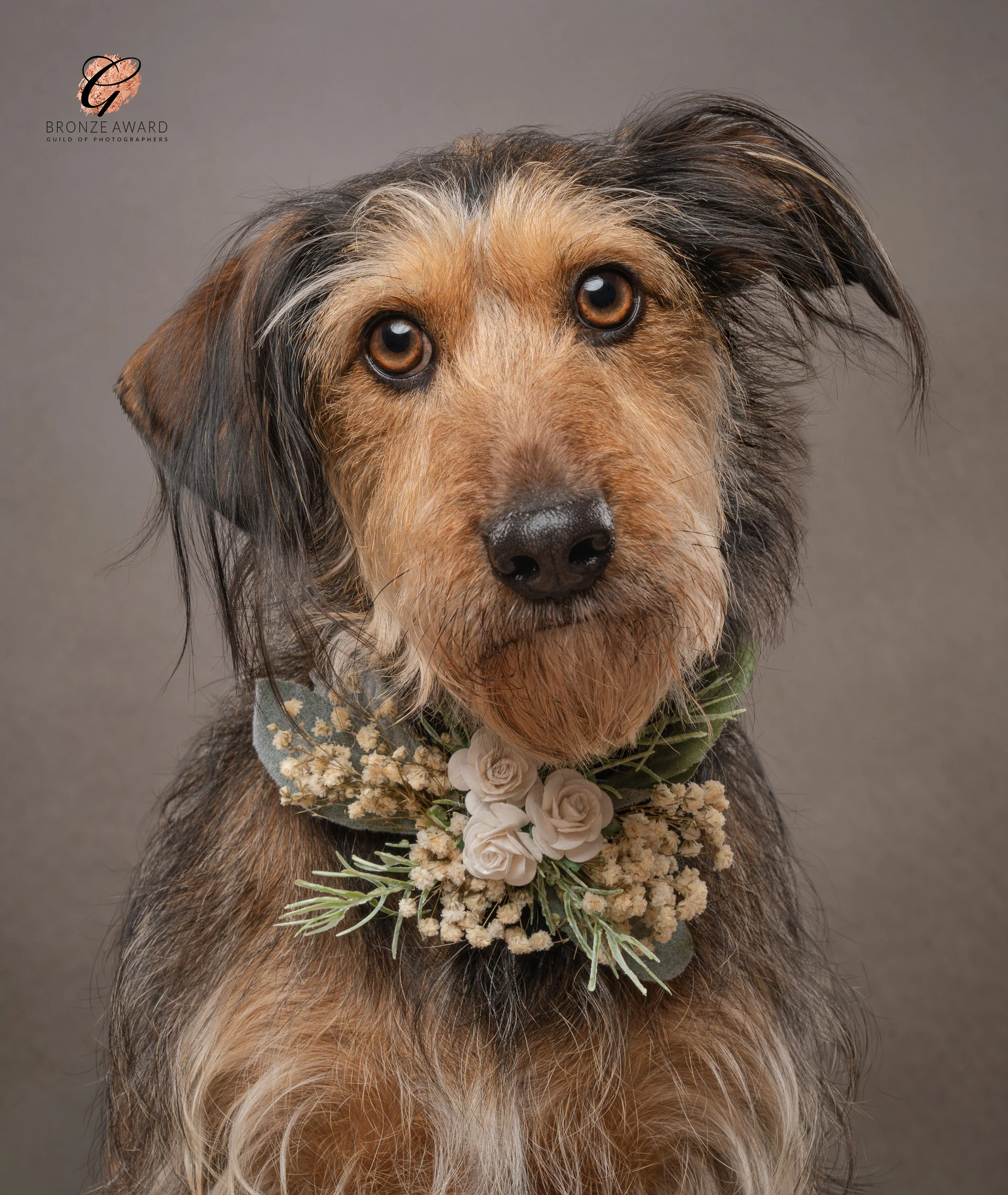 a tan scruffy dog with big eyes wearing a flower collar in West Sussex 