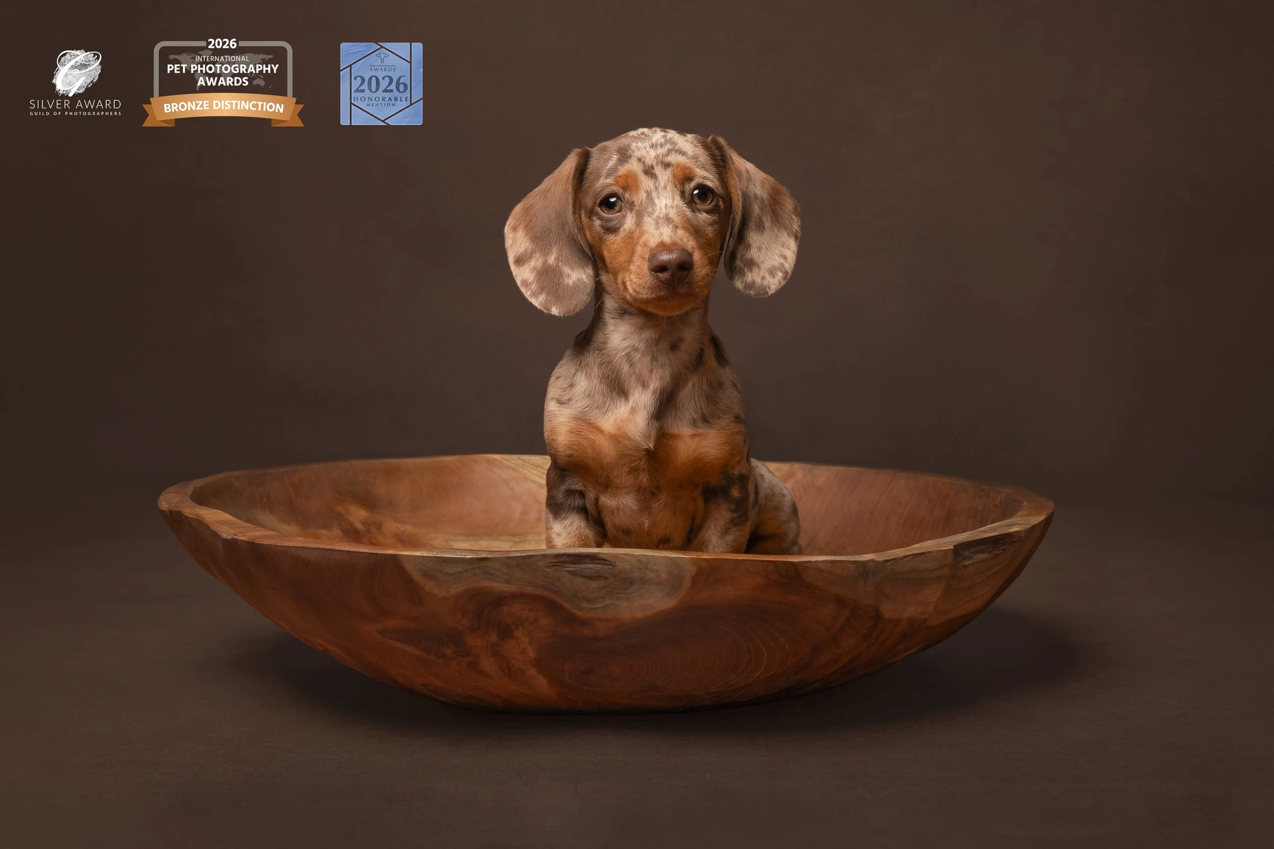 dachshund in a rustic bowl award winning photograph loxwood West Sussex 