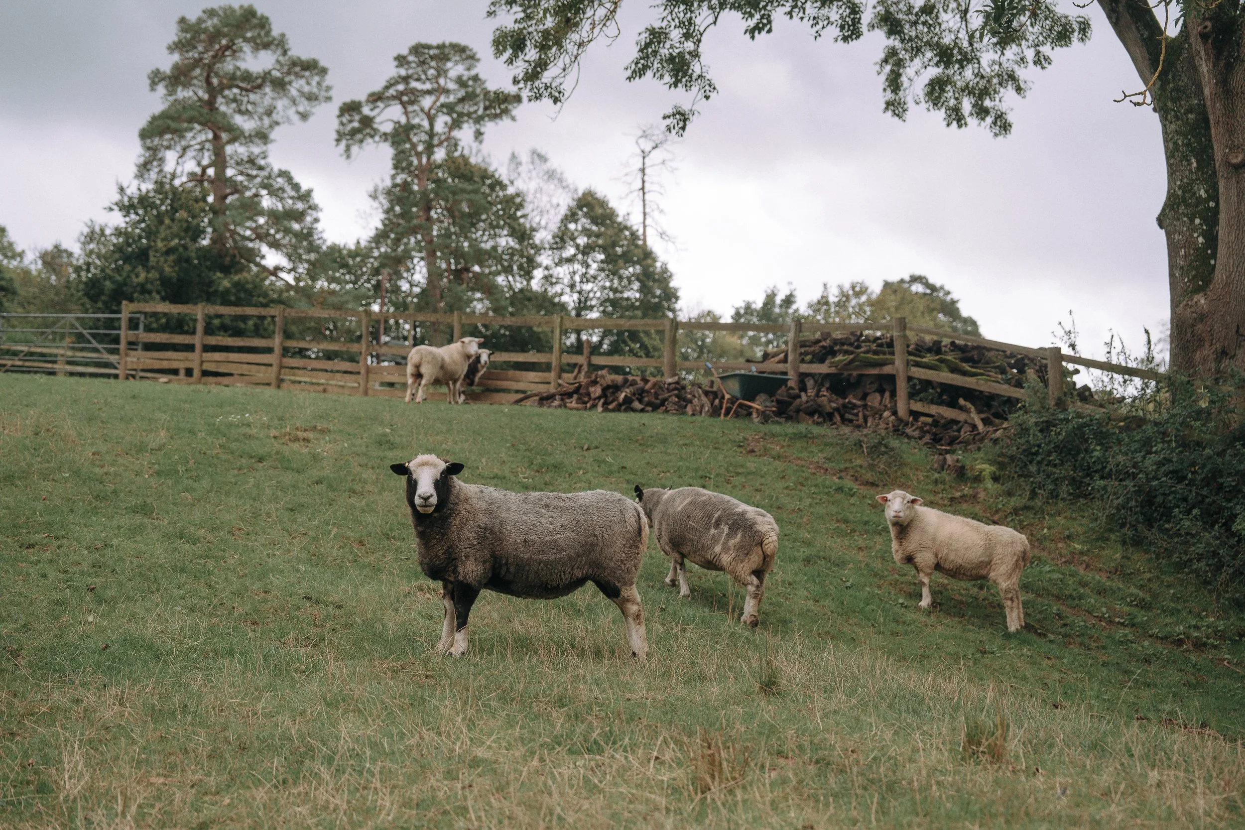 A flock of sheep grazing on a grassy hillside with a wooden fence, trees, and cloudy sky in the background.