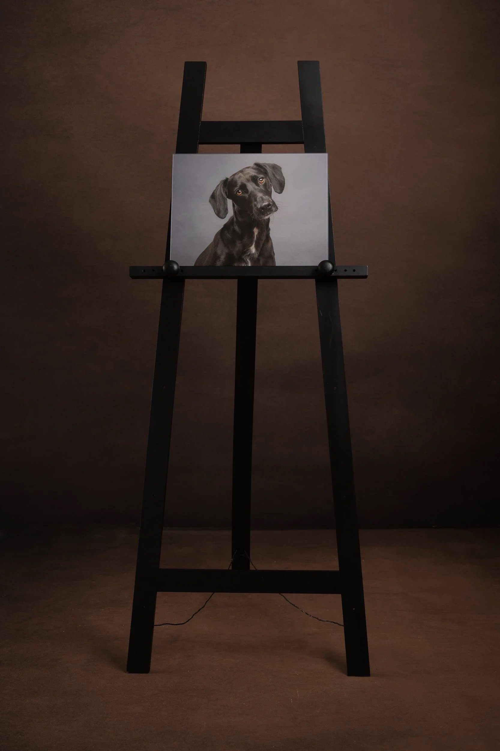 studio dog framed artwork