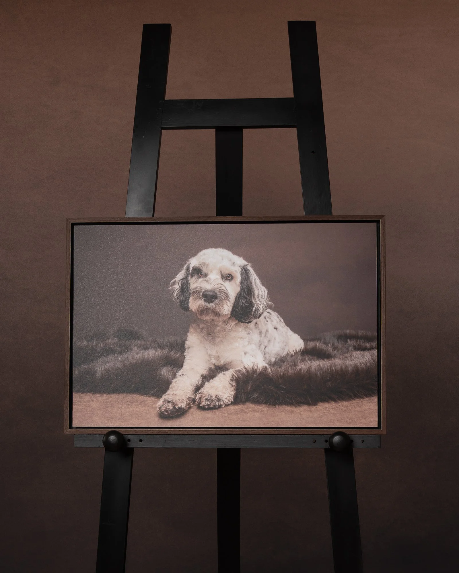 fine art framed photograph of a white dog laying on a throw