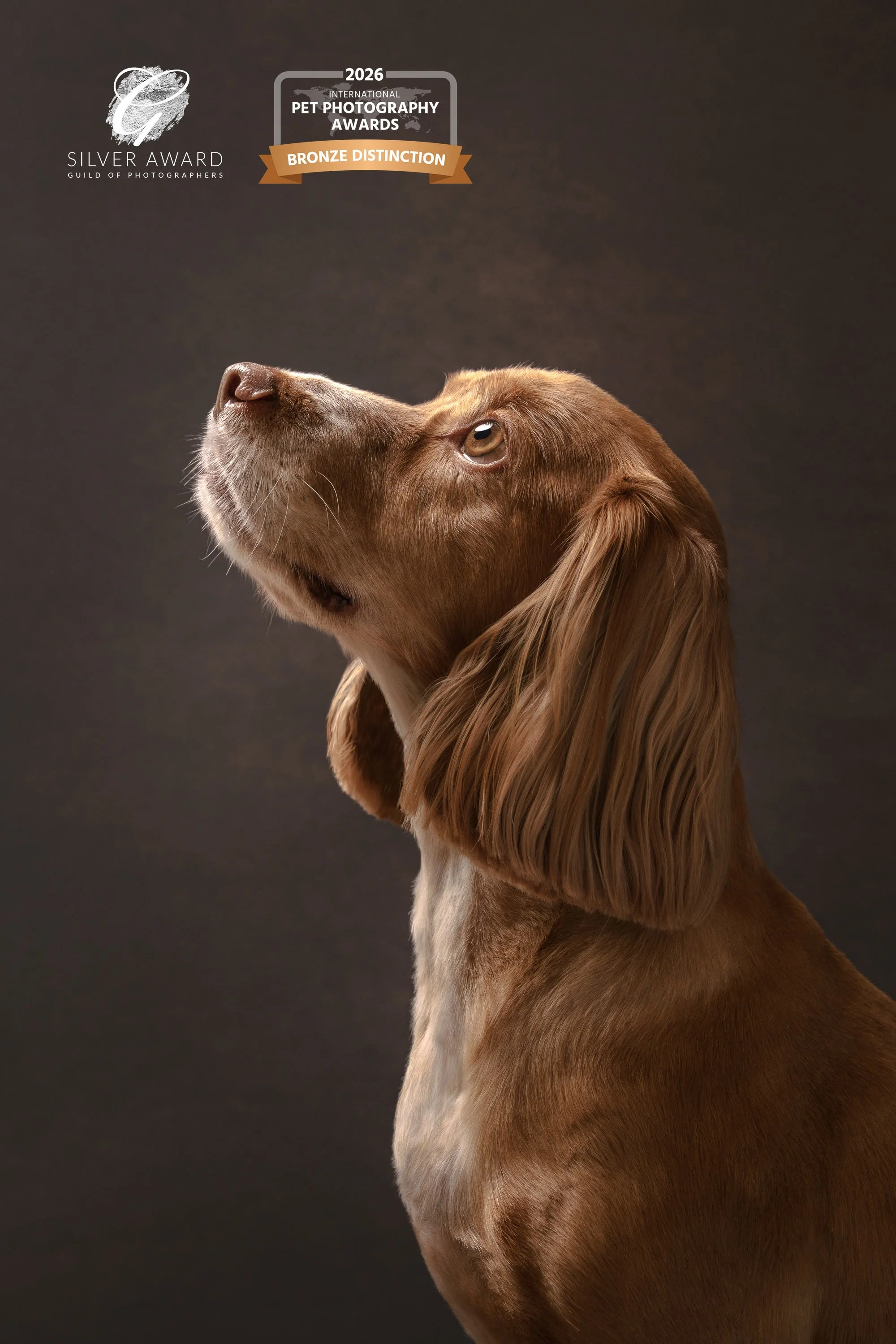 Spaniel looking up to the light in the studio side profile shot 