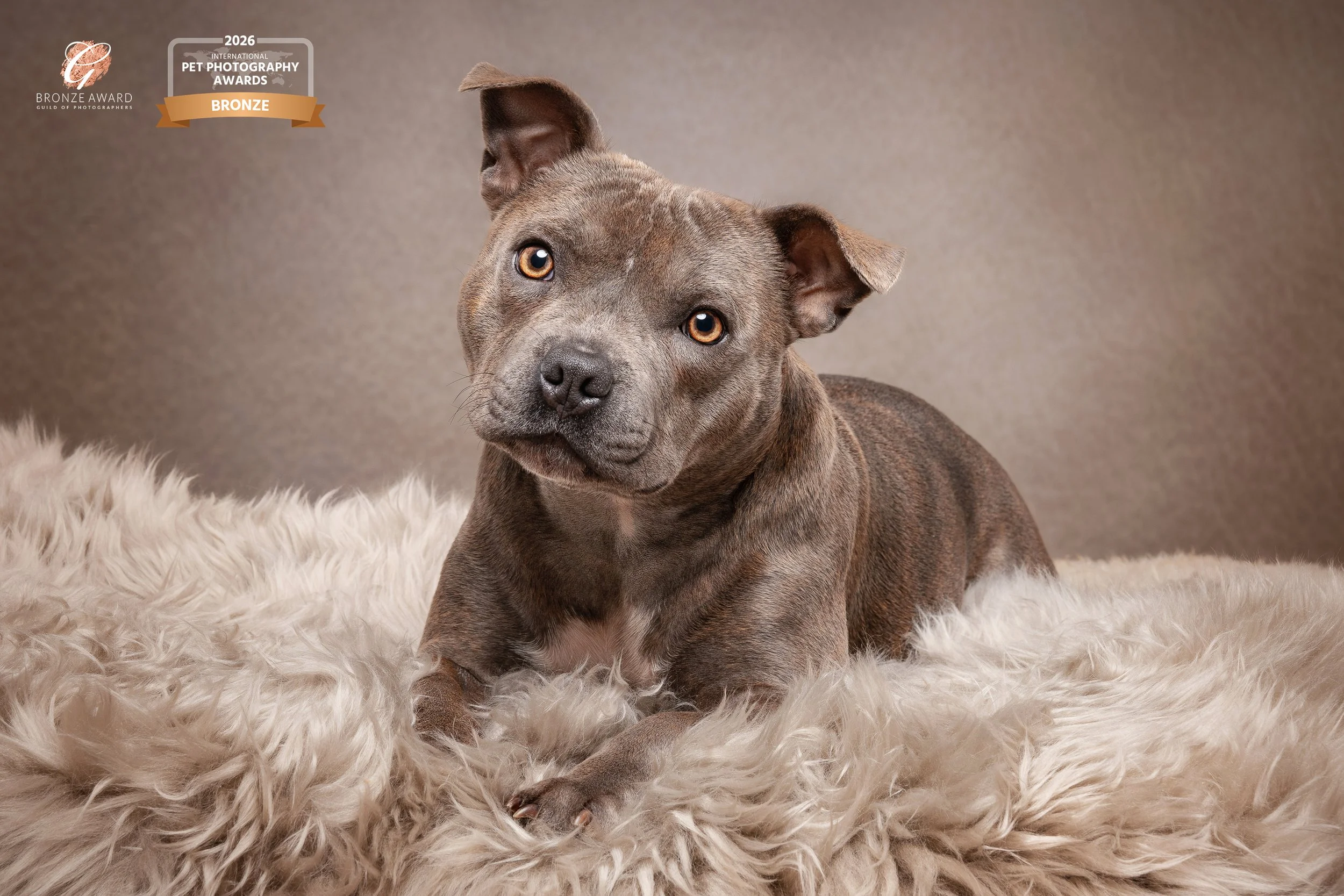 studio dog portrait of a staffordshire bull terrier