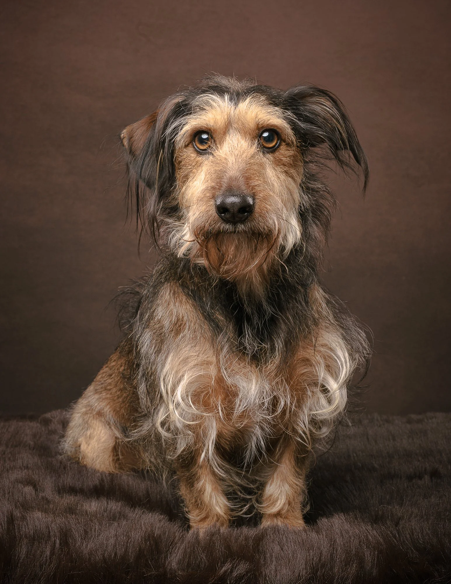 Sara_Cedola_Pet_Portraits_September_UK_2025_205929.jpg