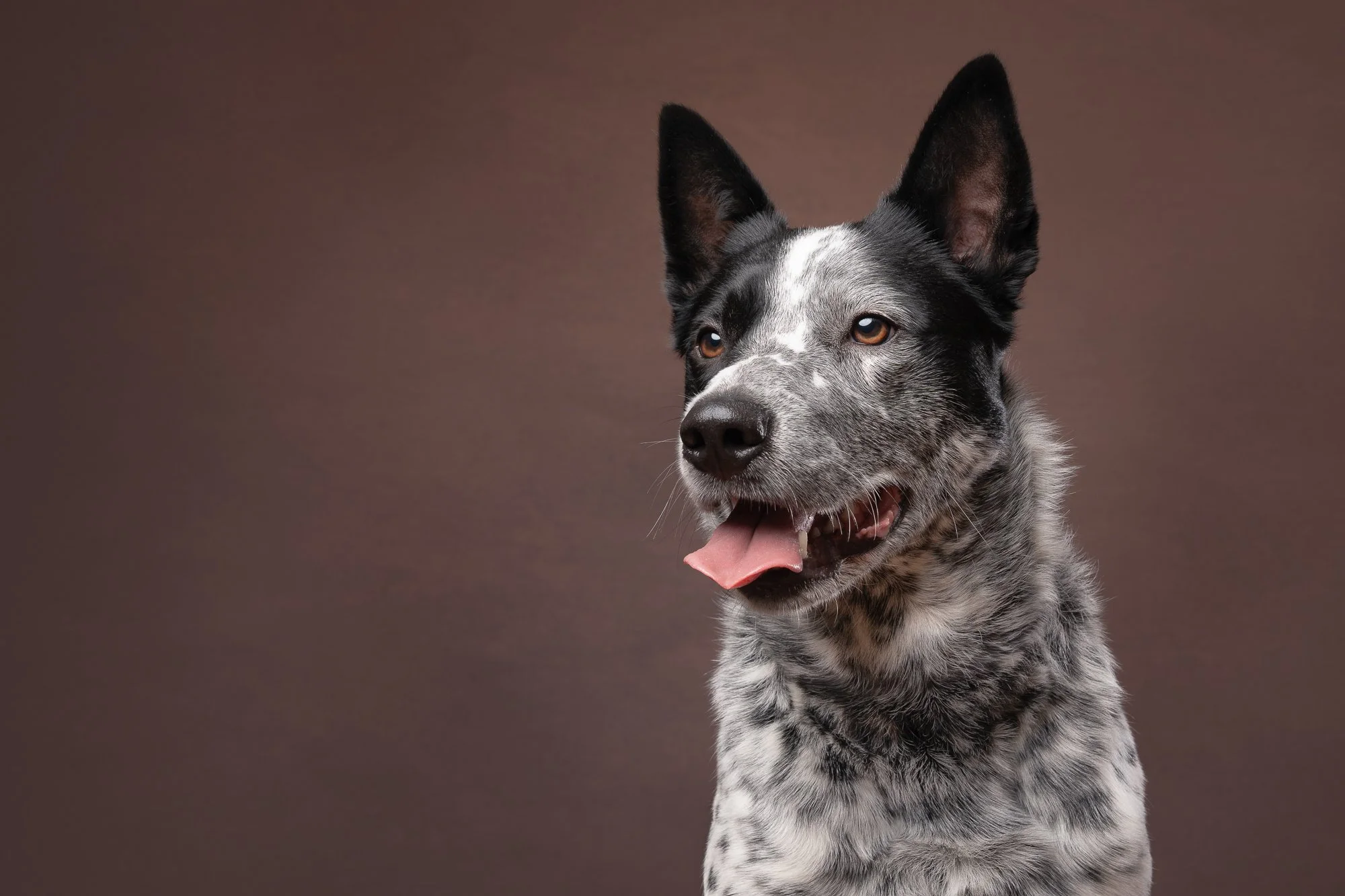 blue heeler fine art portrait