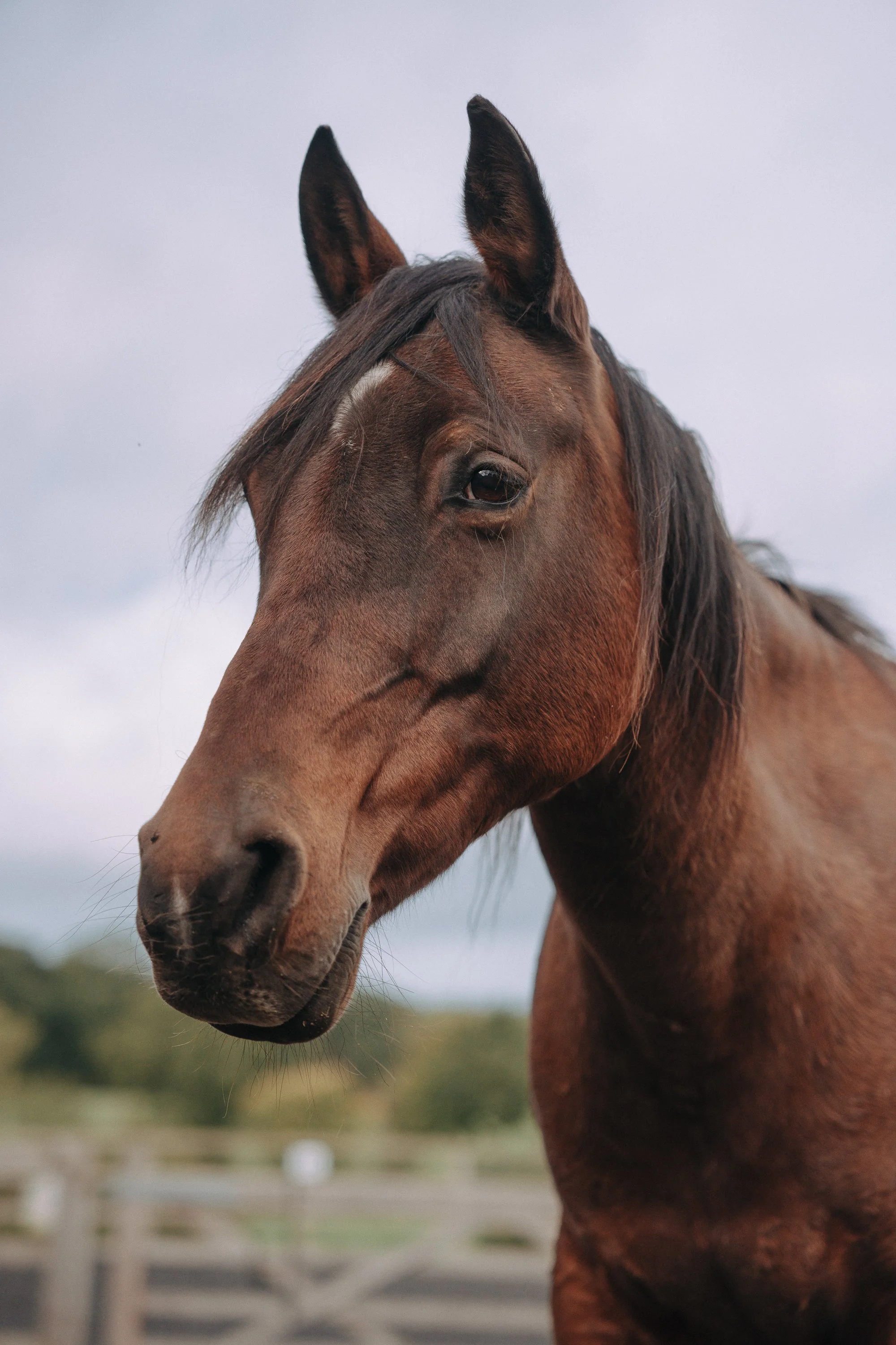 Close-up of a brown horse's face, ears pointed upwards, with a blurred background of a fence and trees.