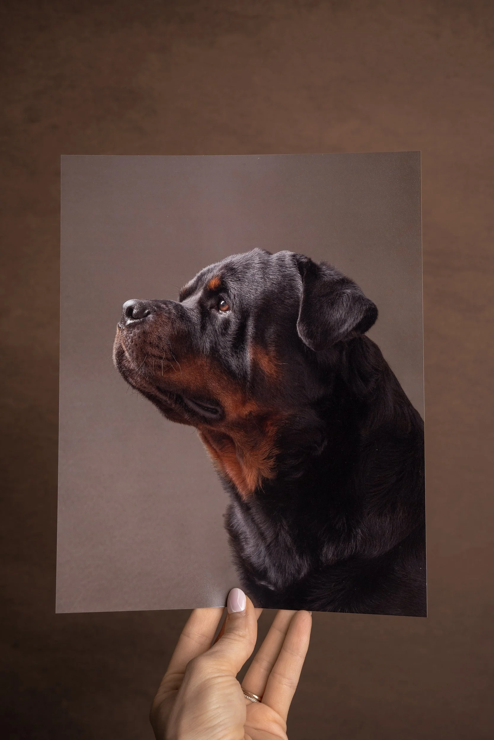 printed photographs of dogs
