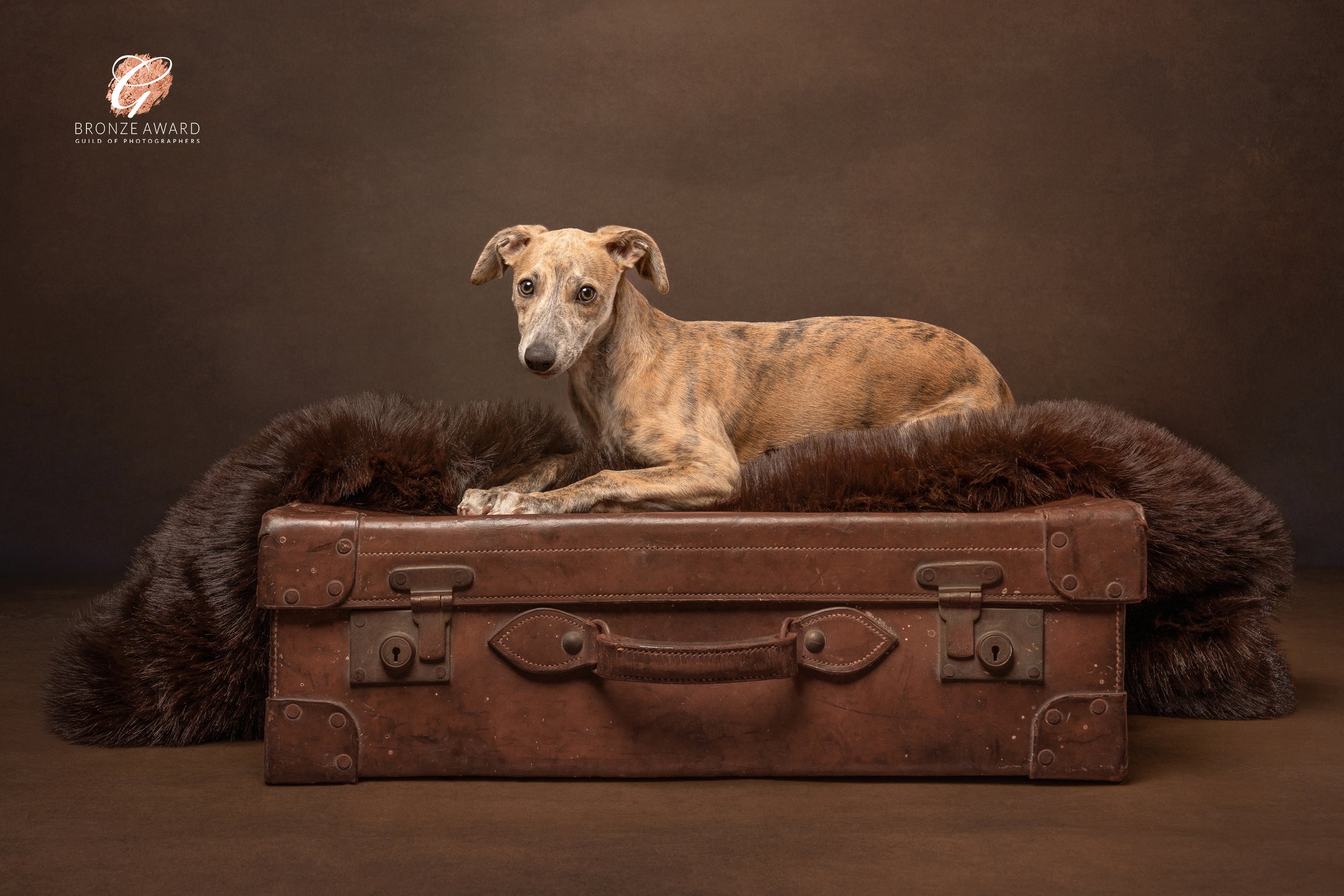 whippet puppy on a vintage suitcase with a brown furry throw on top taken in west sussex by sara tarrant dog photographer 