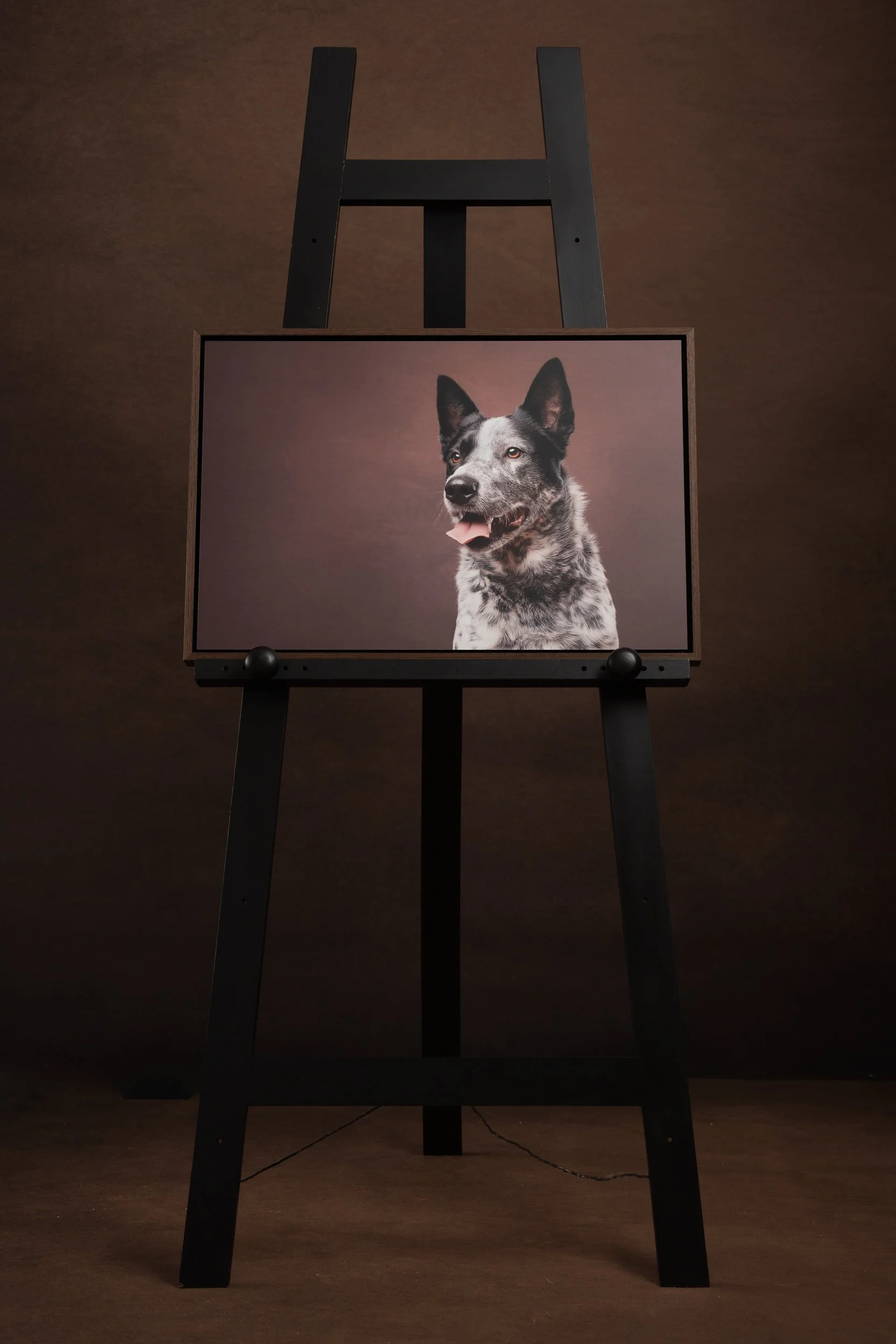 fine art print of a doberman 