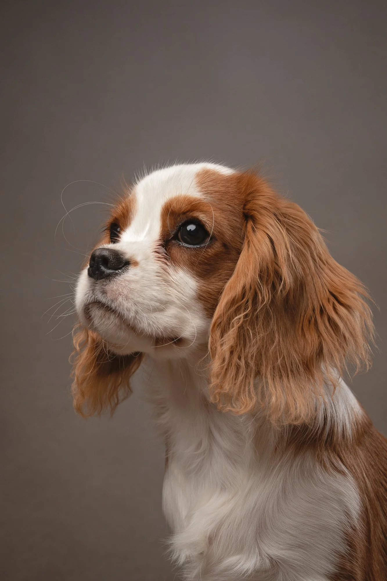 king charles cavalier puppy studio headshot 
