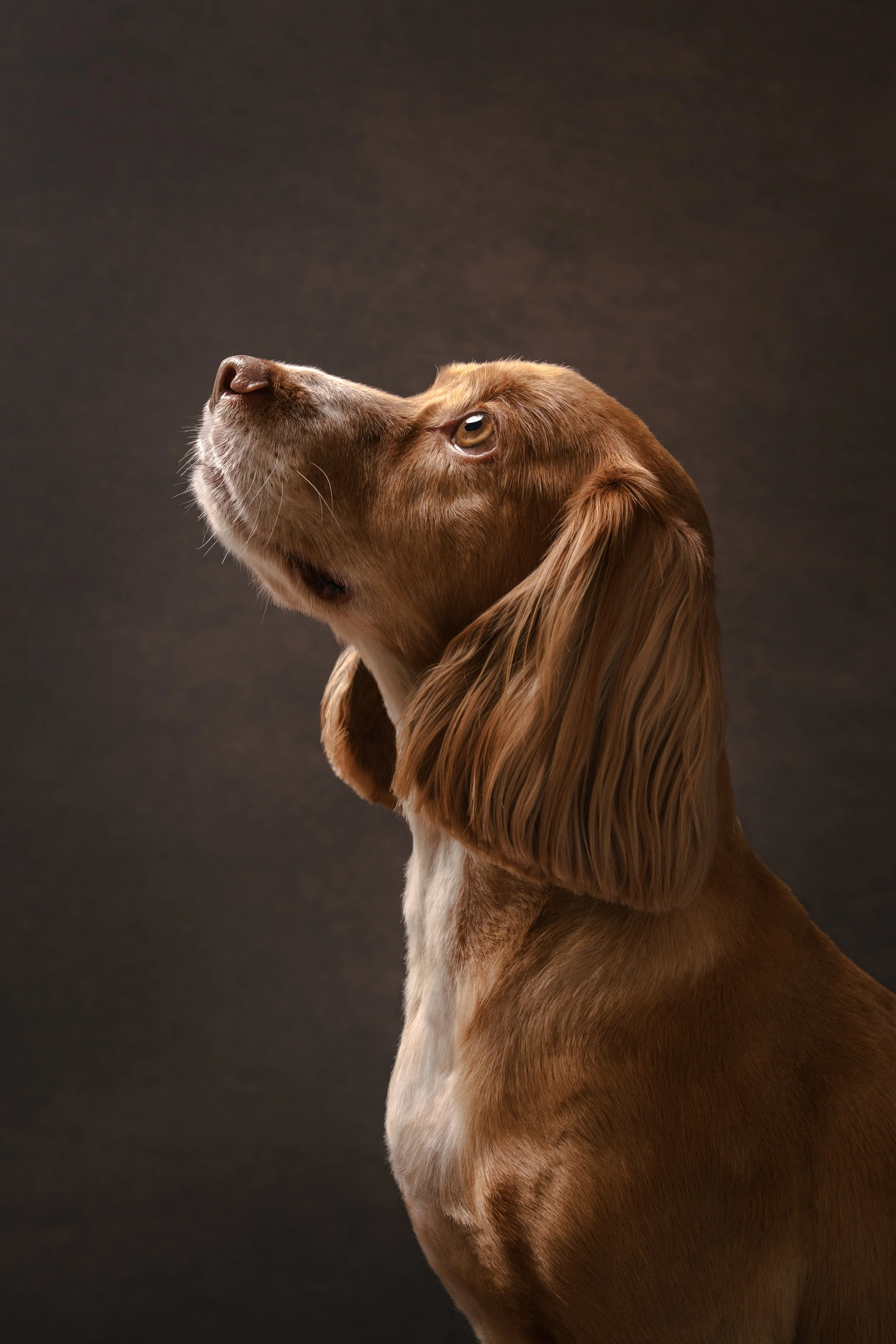 Sara_Cedola_Pet_Portraits_October_UK_2025_205929.jp.jpg
