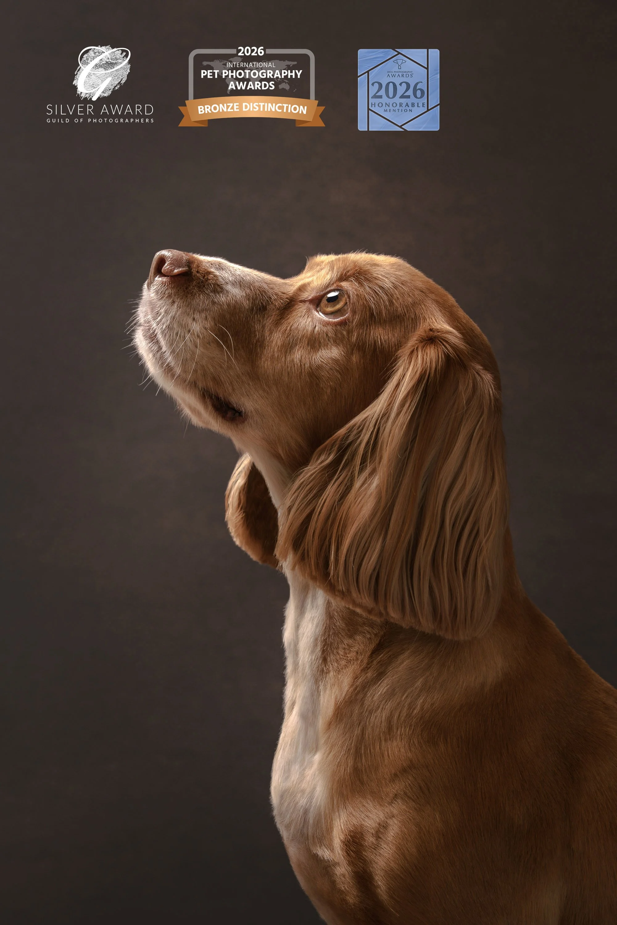 cocker spaniel portrait billingshurst West Sussex