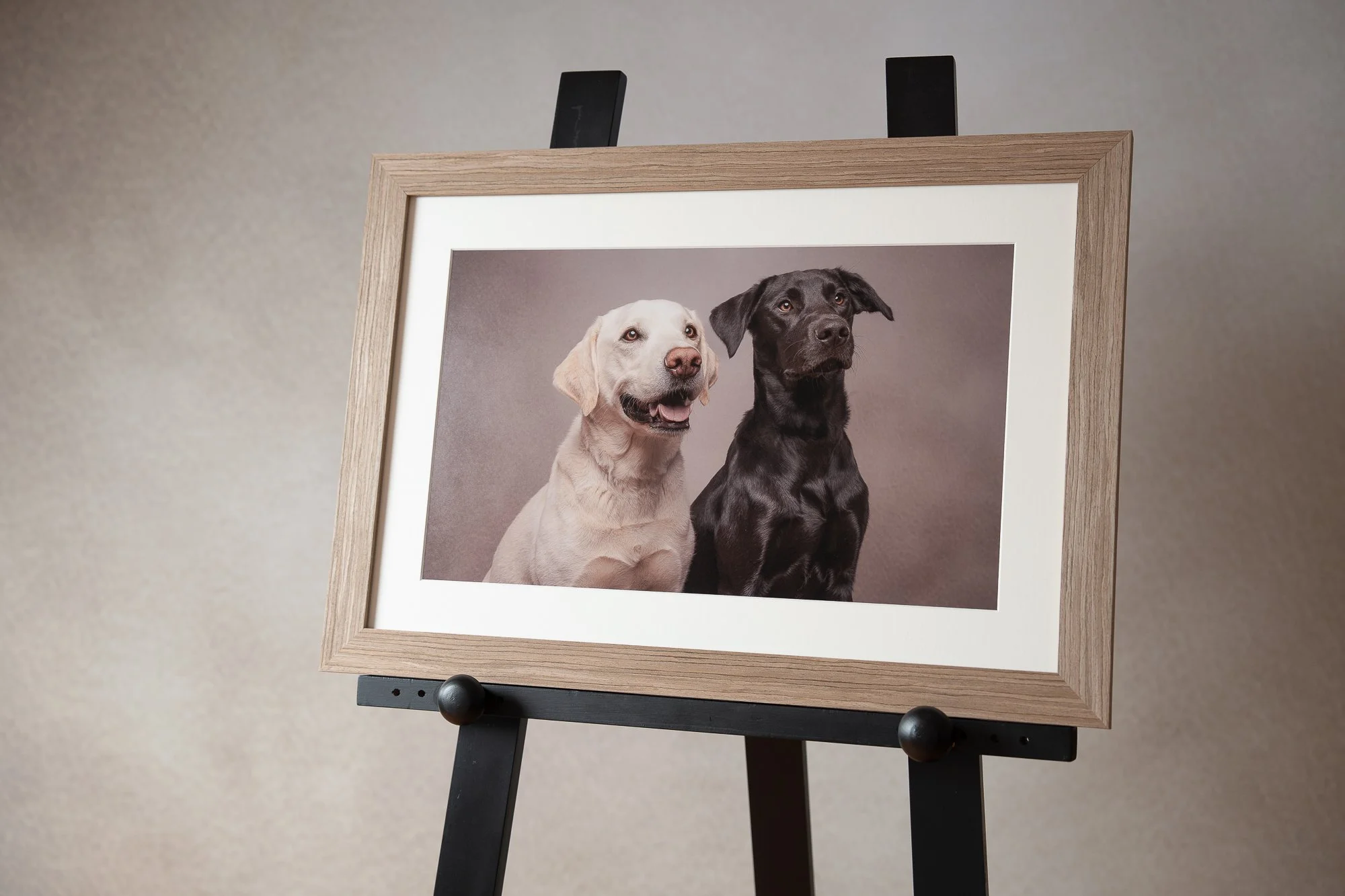 wooden framed picture of two labradors taken in the dog photography studio, billingshurst, West Sussex