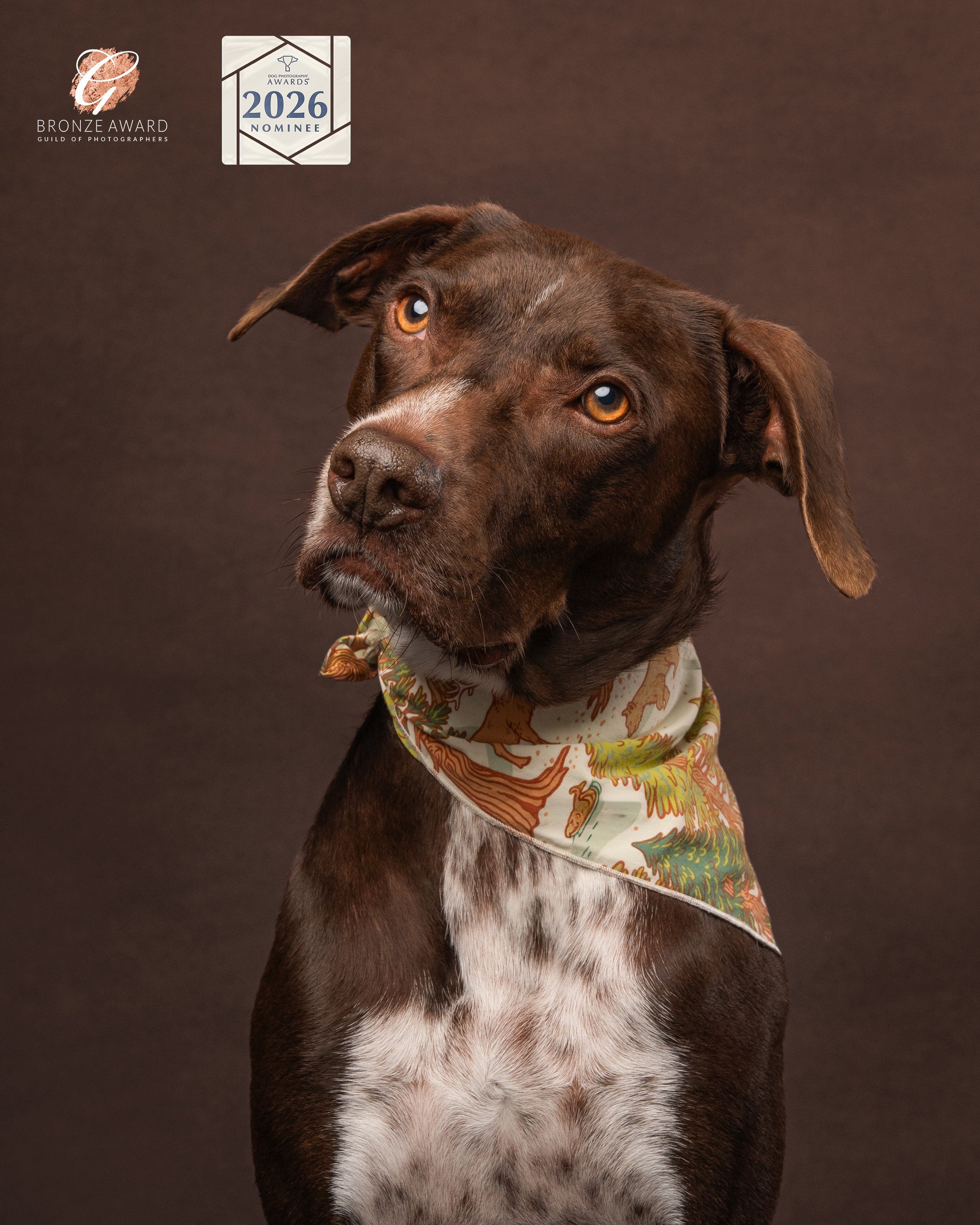 dog photography loxwood west sussex 