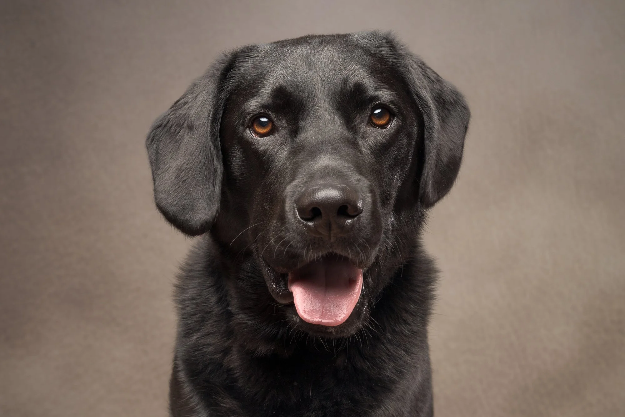 black labrador pet portrait billingshurst West Sussex