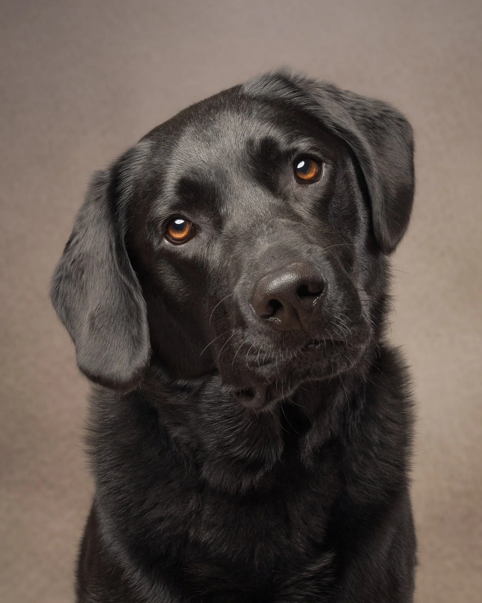 black lab studio portrait loxwood West Sussex