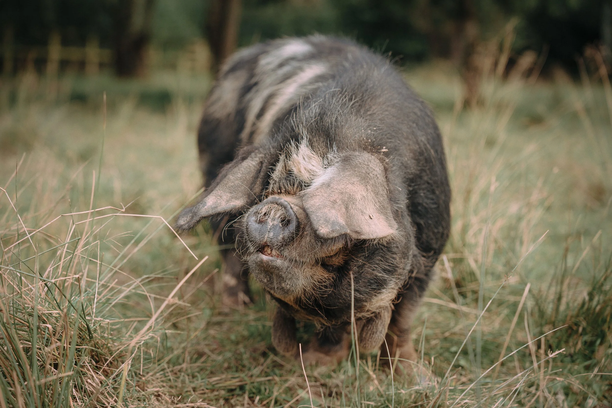 A piglet walking through grass in a natural outdoor setting.