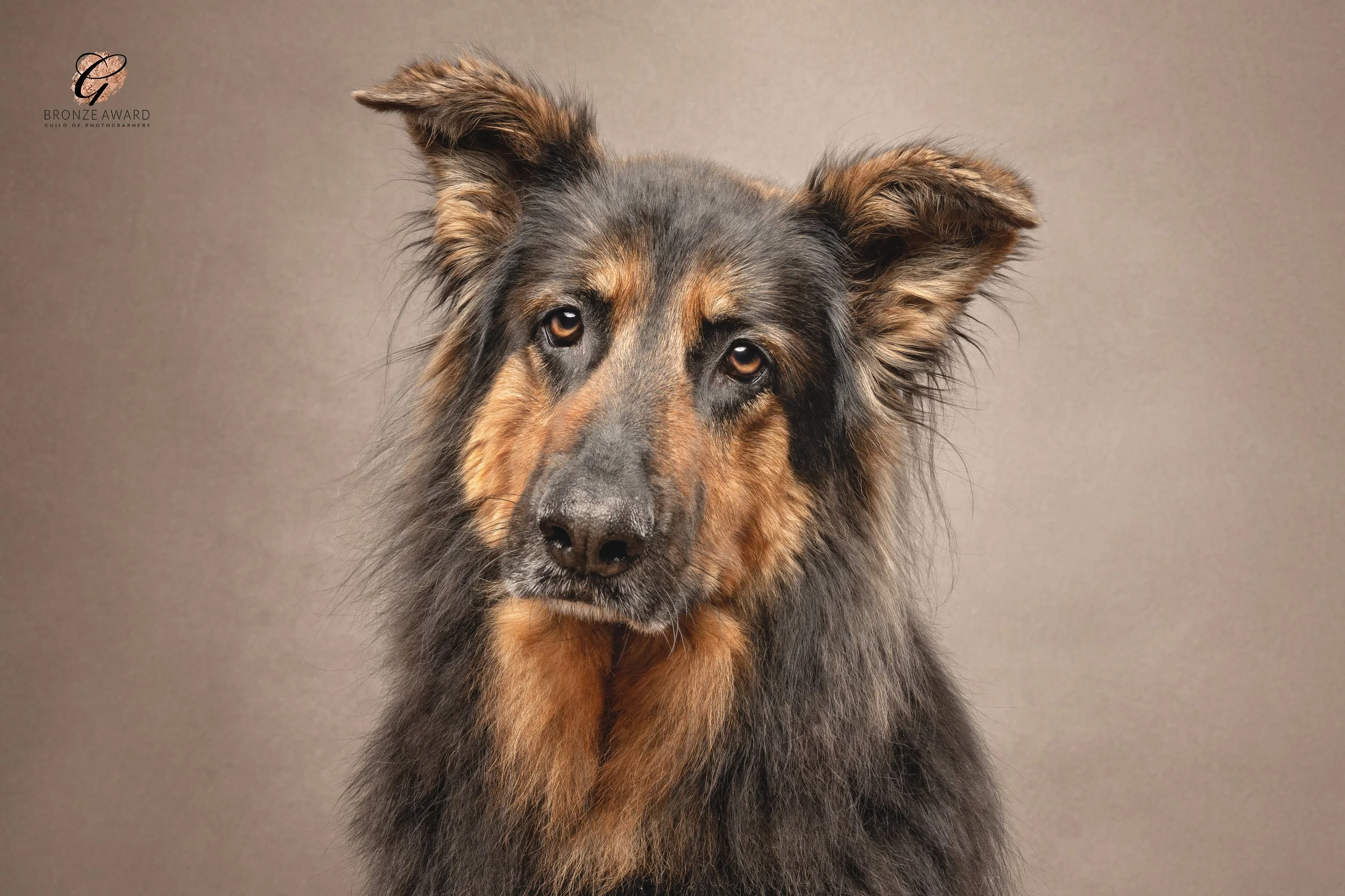 german shepherd dog head tilt pose in a west sussex photography studio