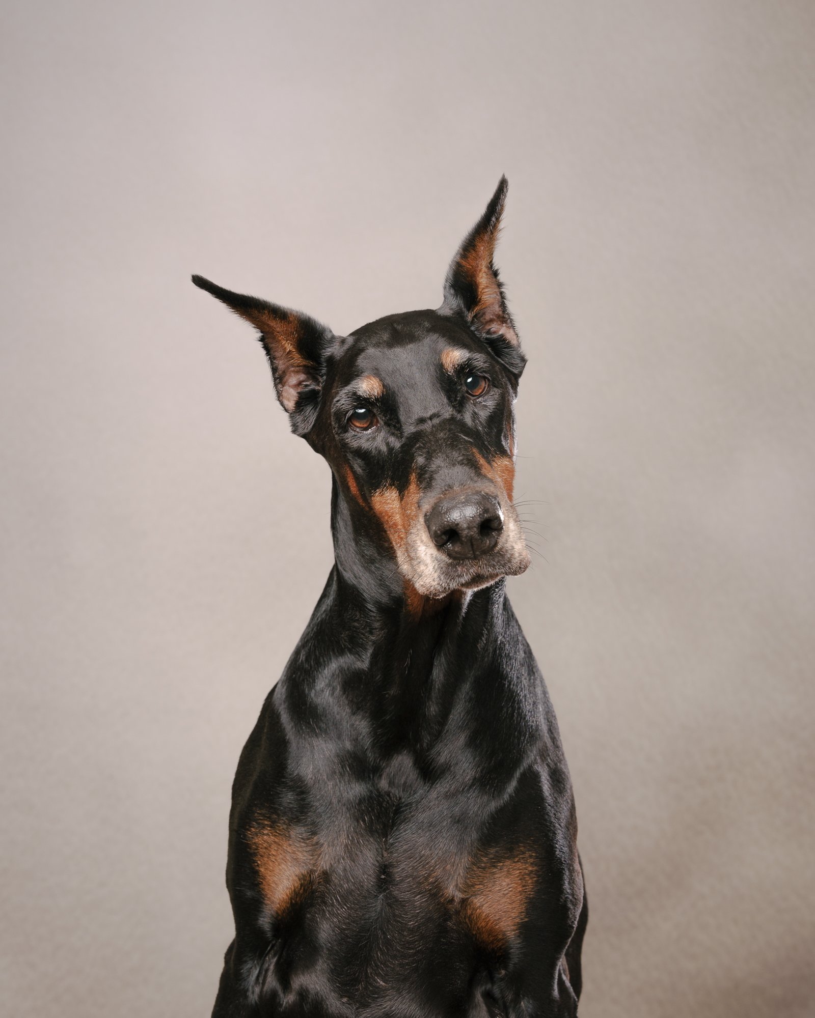 black and tan doberman headshot with slight tilted head