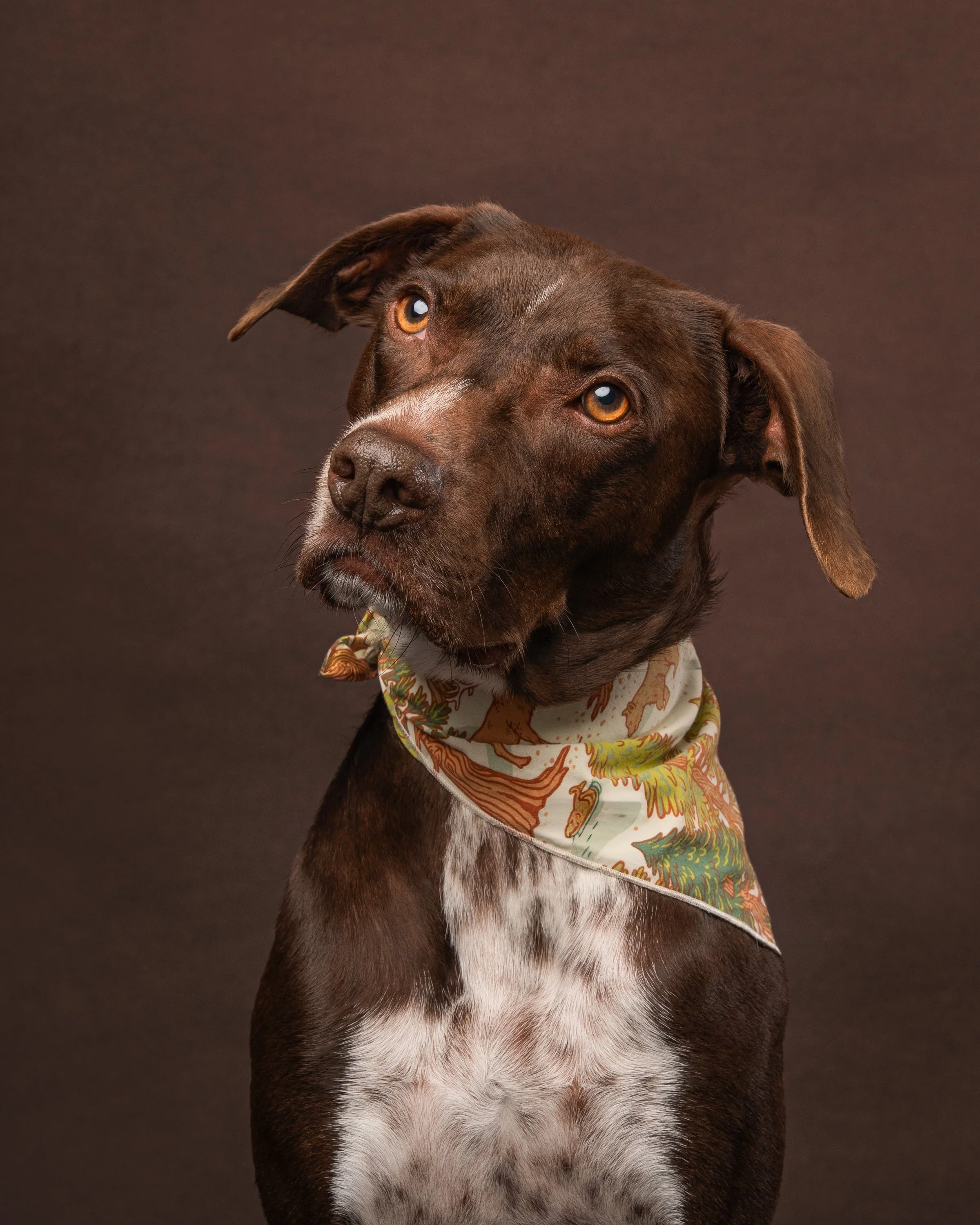 rescue dog wearing a scarf gazing at their owner 