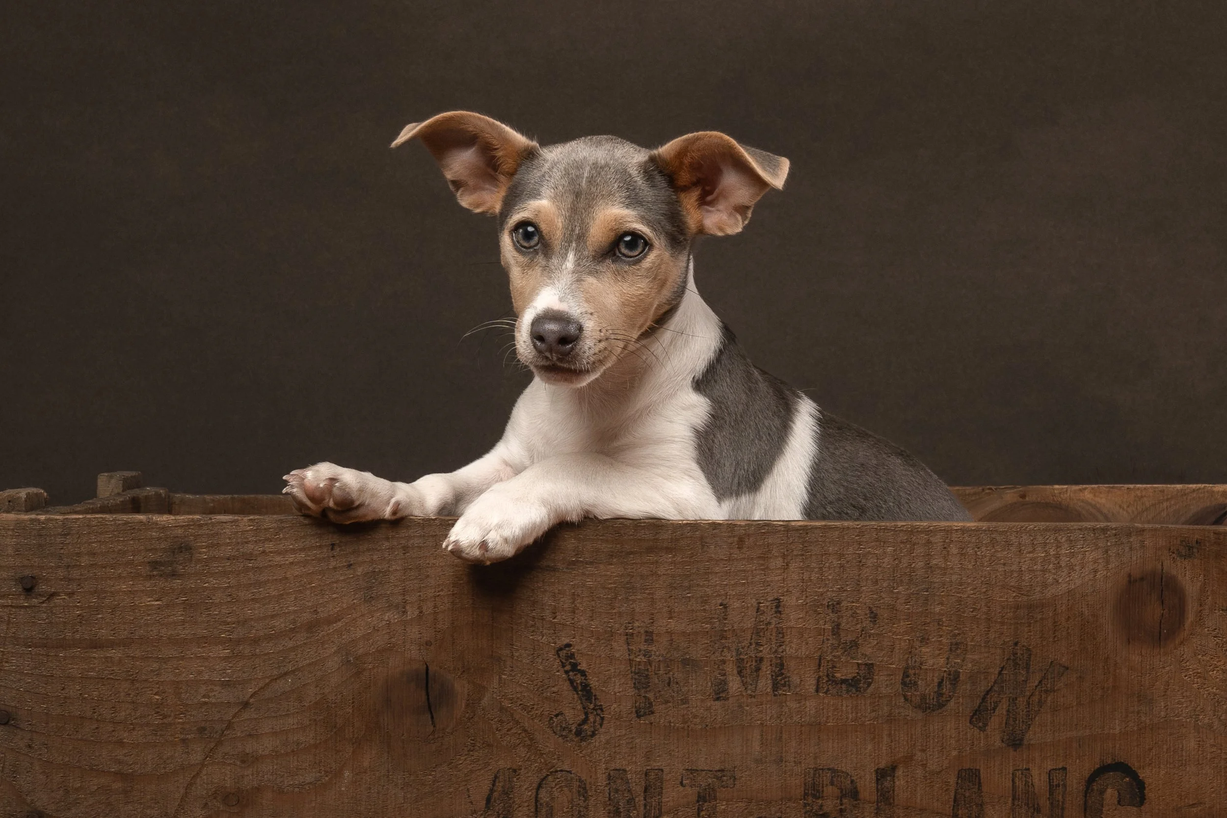 jack russel puppy in a rustic box