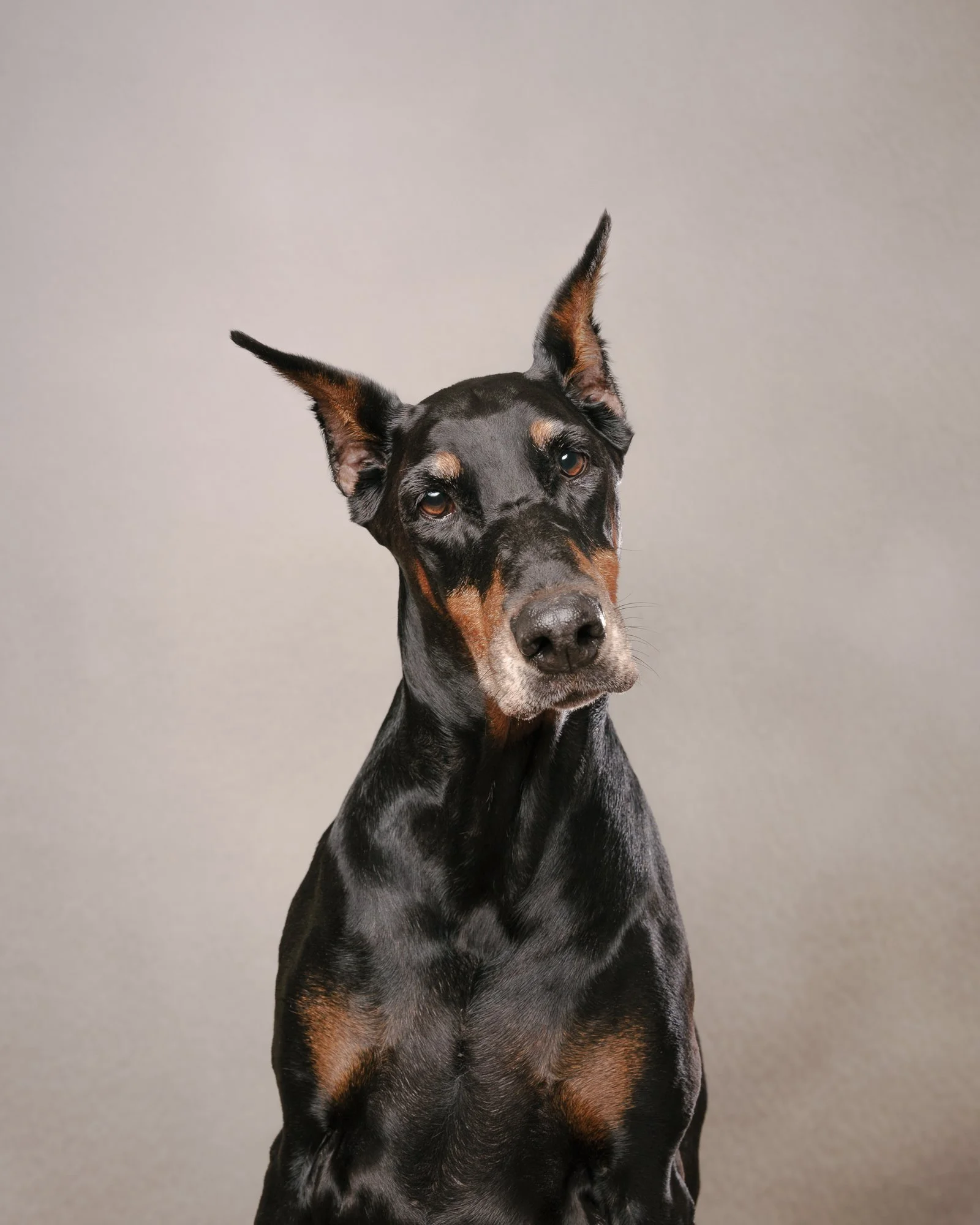 black and tan doberman profile shot with a slight head tilt
