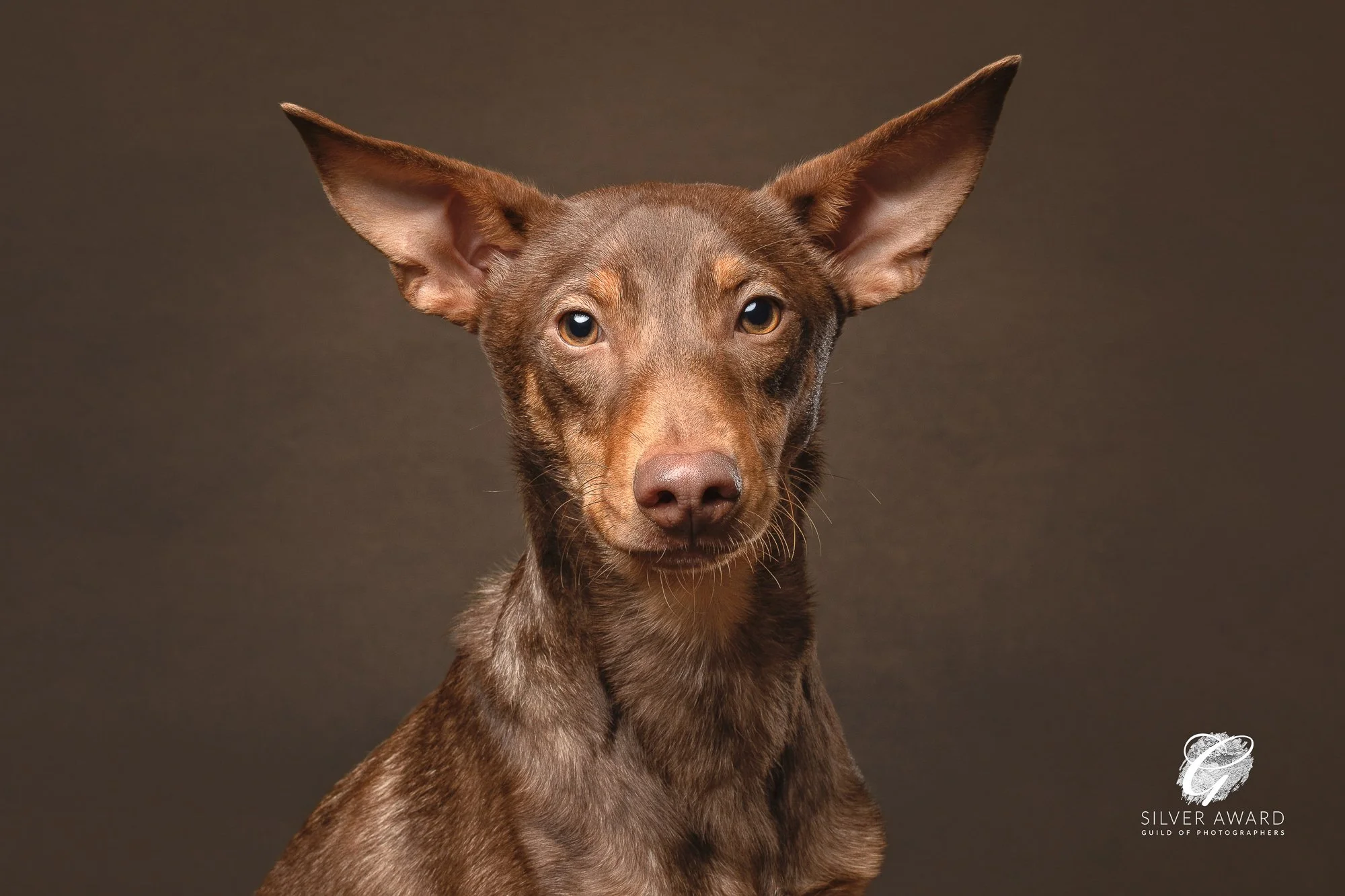 Spanish pondengo with big ears headshot 