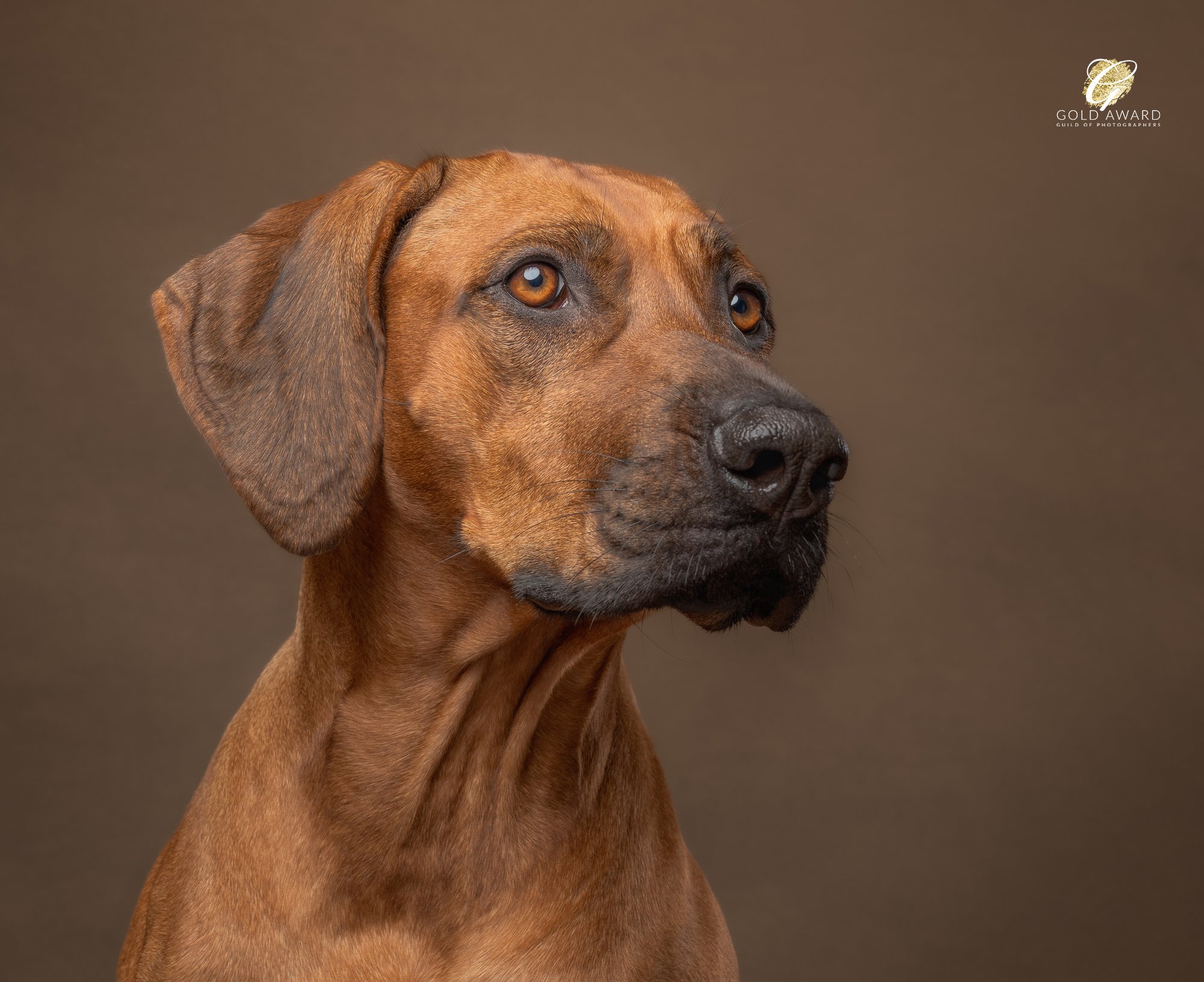 rhodesian ridgeback studio photography, Billingshurst, West Sussex