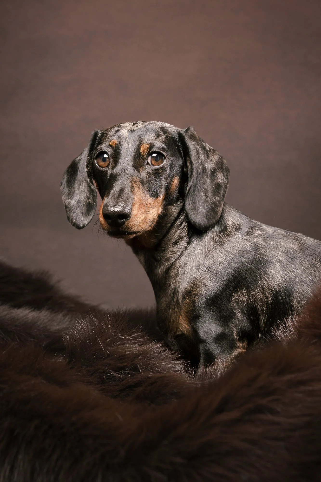 dappled dachshund sat in a furry throw in a dog photography studio