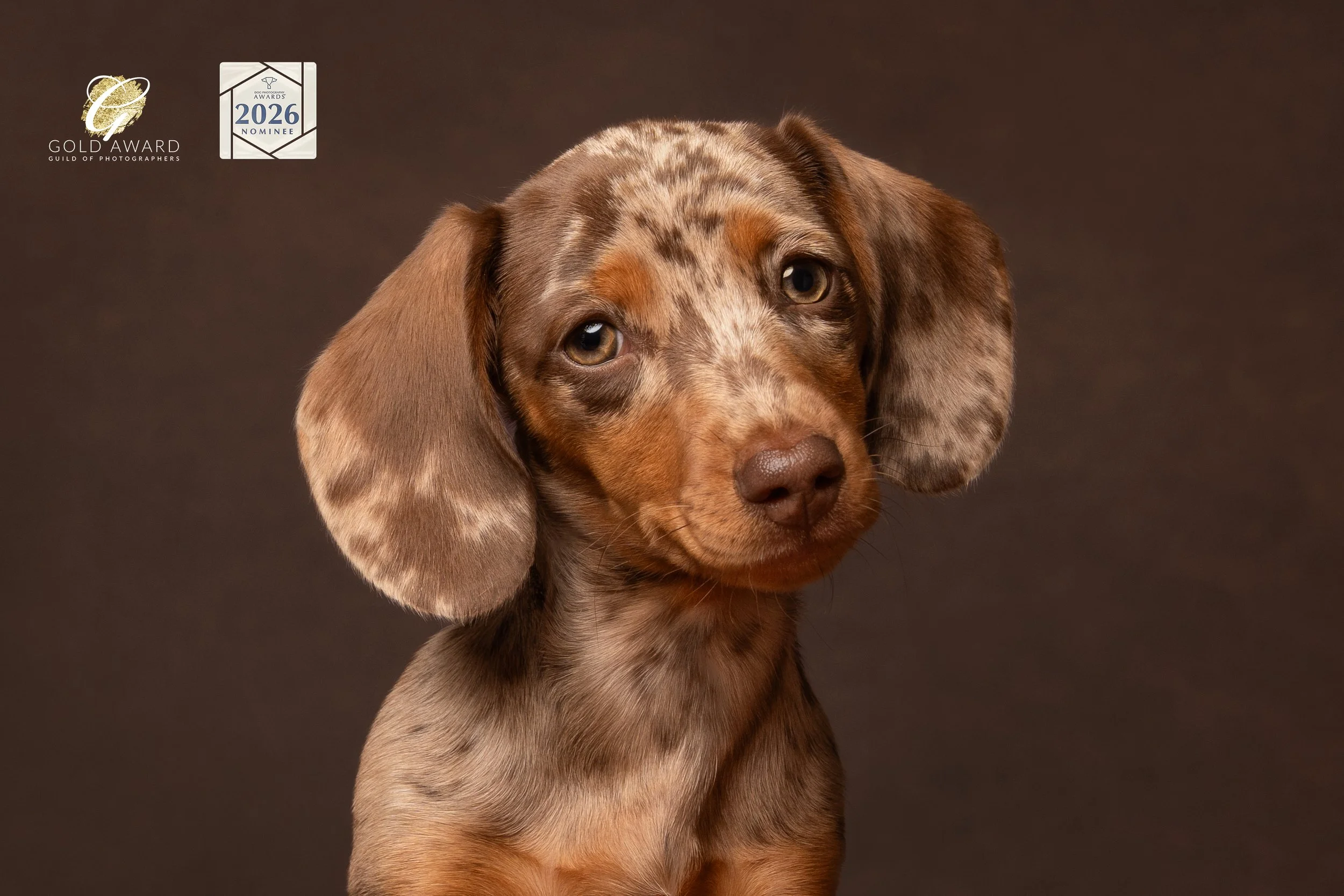 dachsund studio portrait loxwood West Sussex