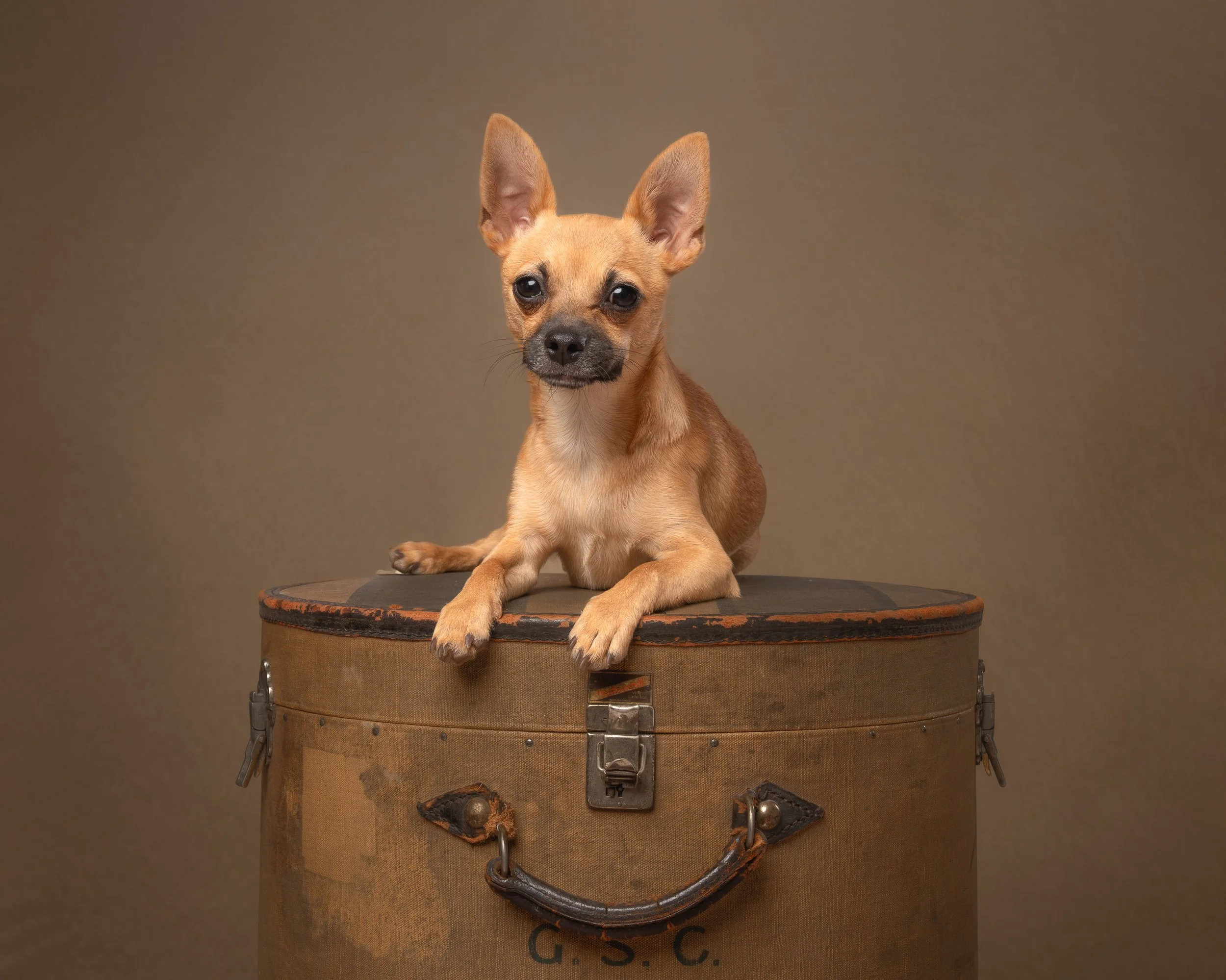 award-winning-dog-photographer-sara-tarrant.jpg