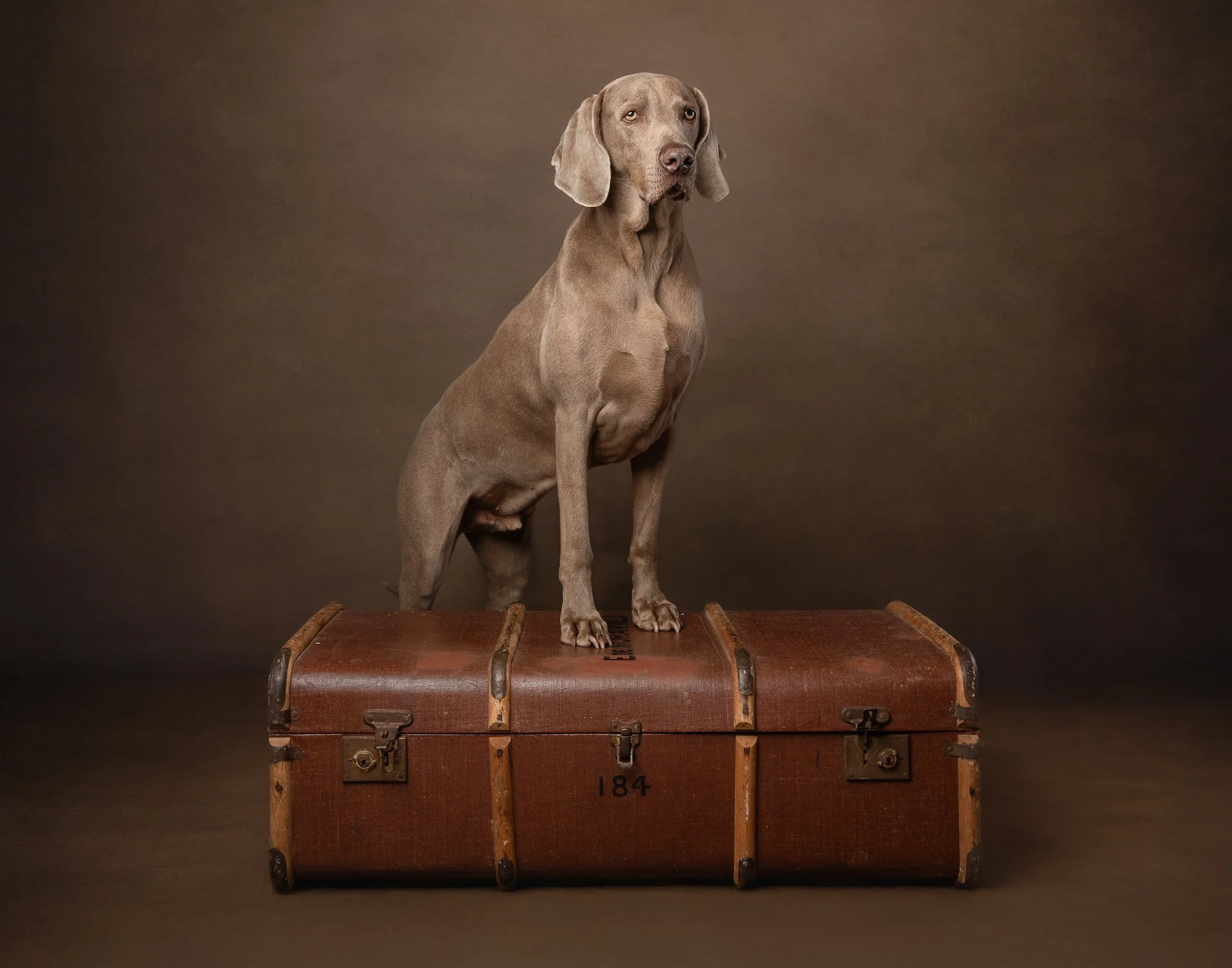 Weimaraner on a vintage trunk studio dog photography 