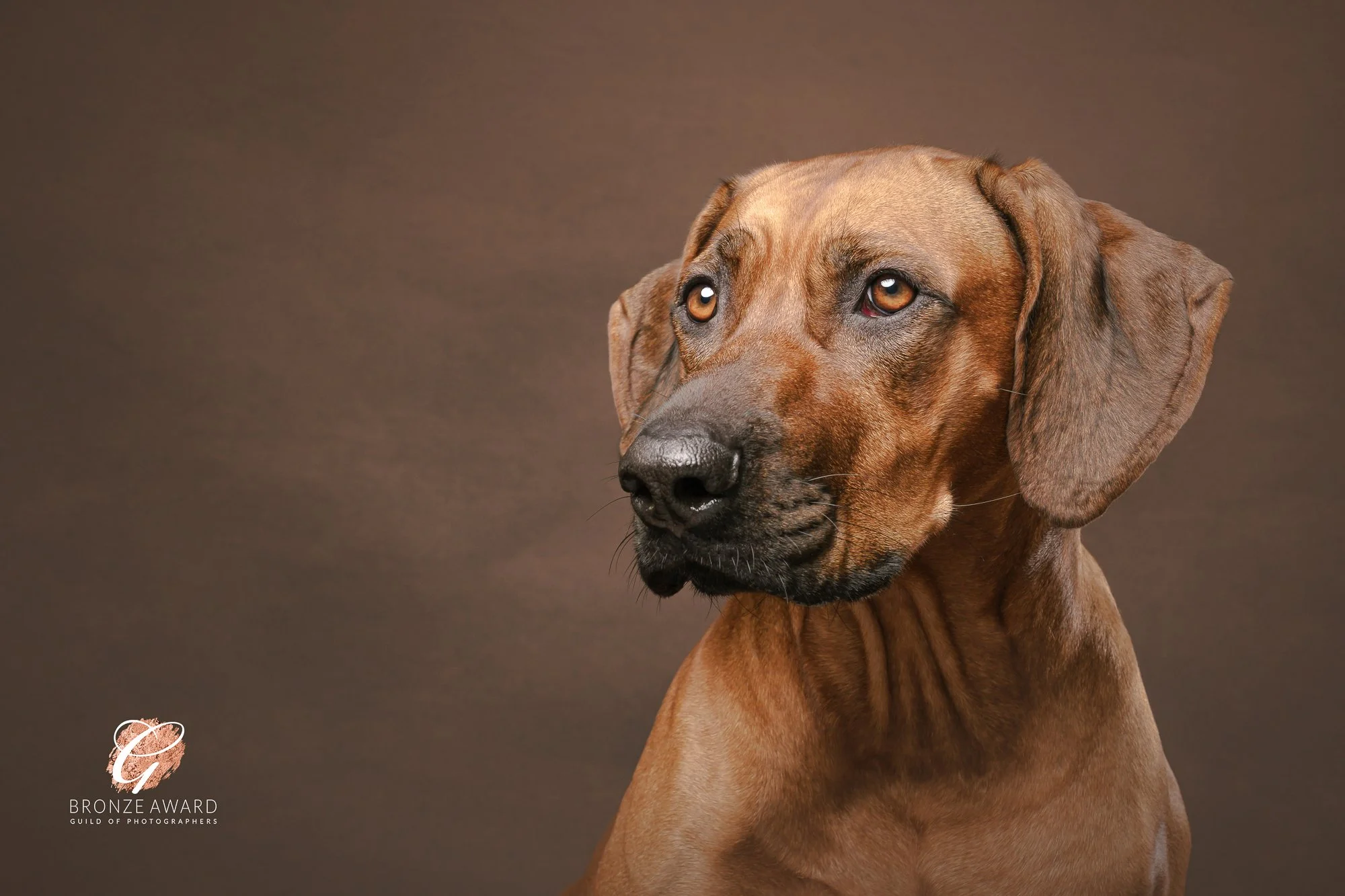 side portrait studio headshot of a Rhodesian ridgeback