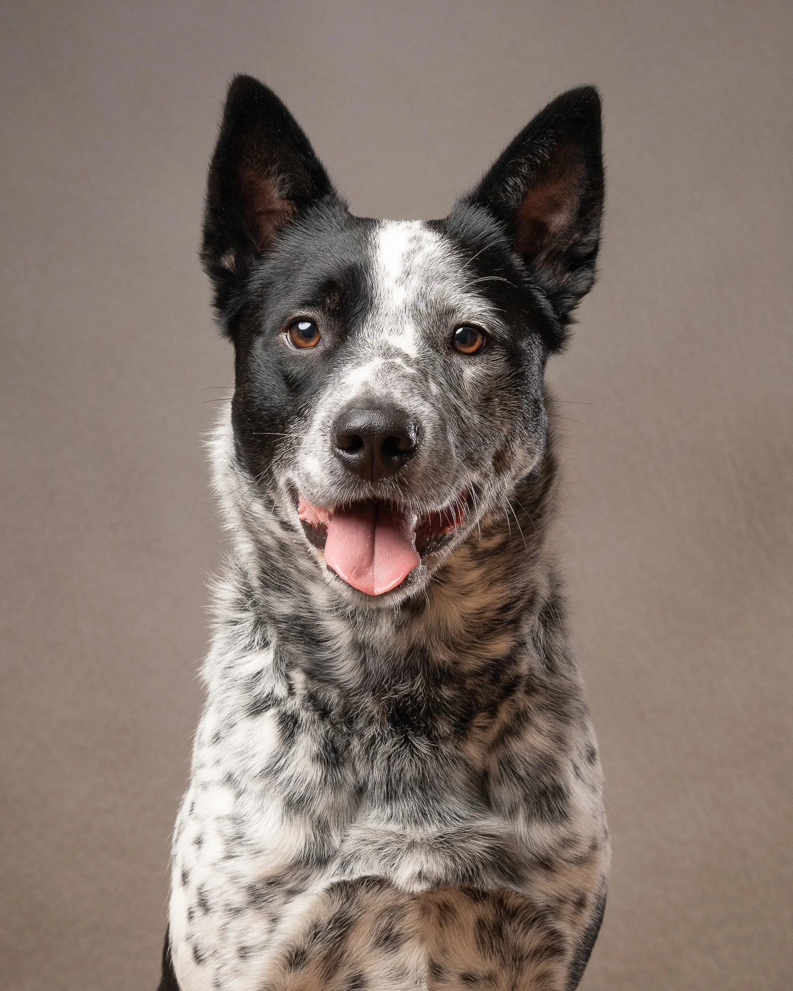 blue heeler dog smiling with tongue out portrait headshot