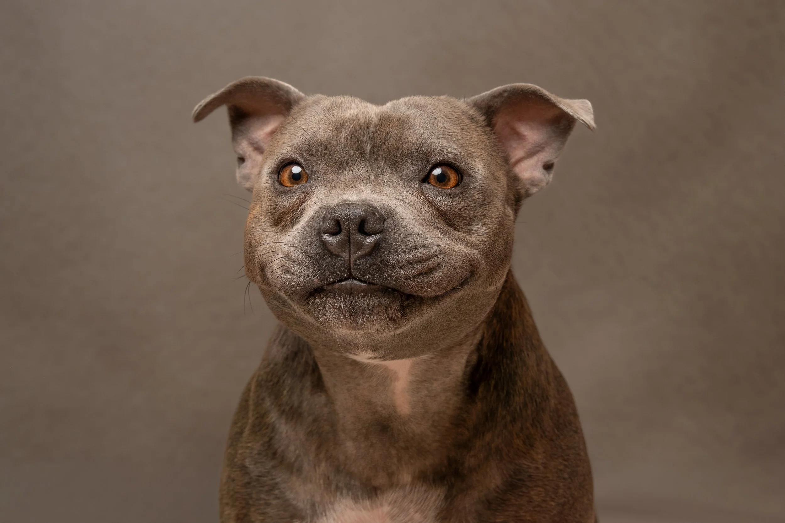 staffordshire bull terrier dog portrait loxwood West Sussex