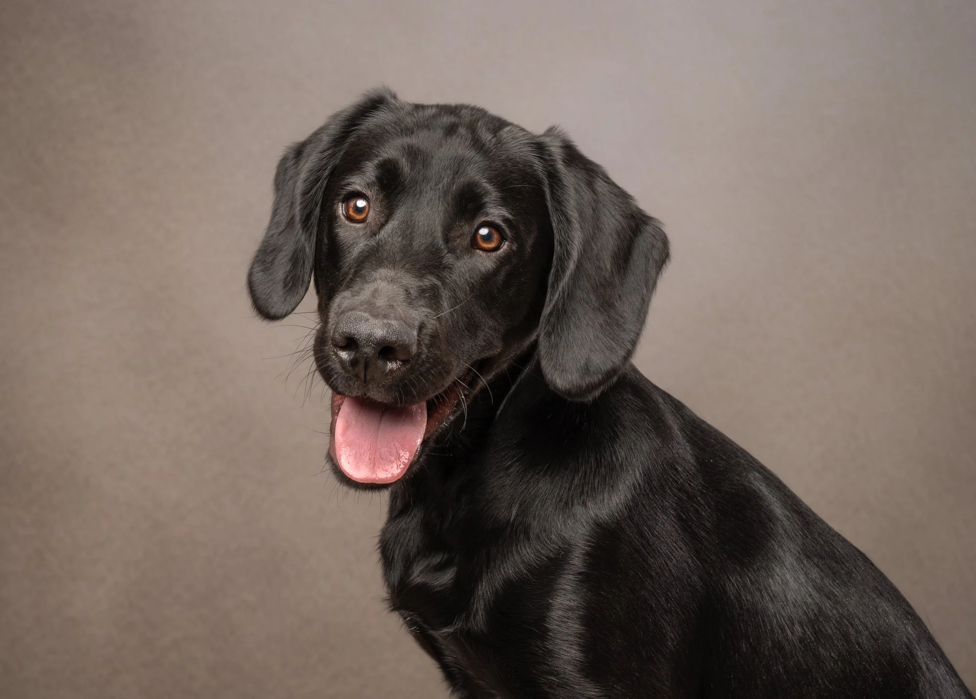 black labrador puppy dog portrait studio billingshurst West Sussex