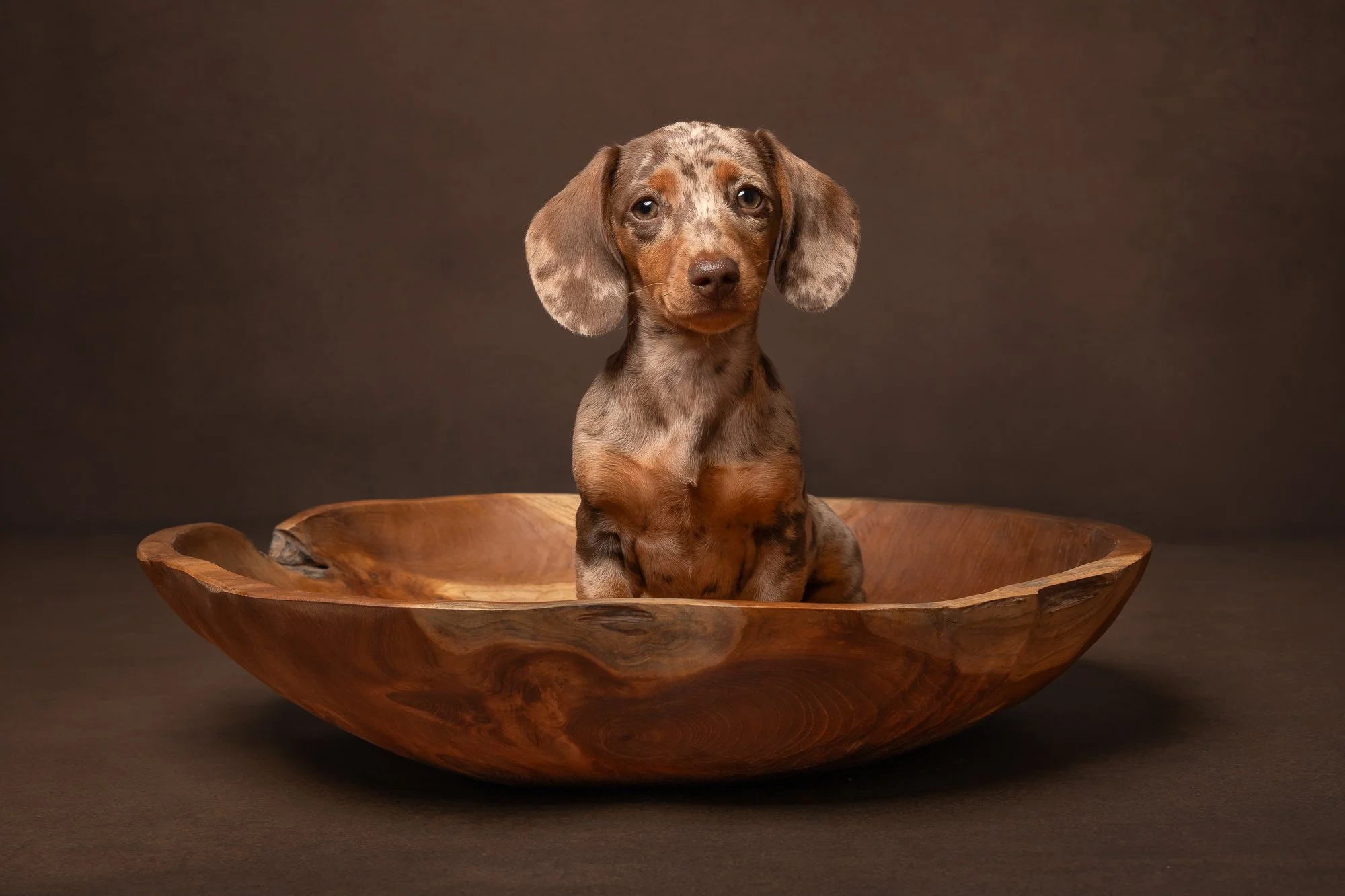 dappled dachshund puppy in a bowl looking happy