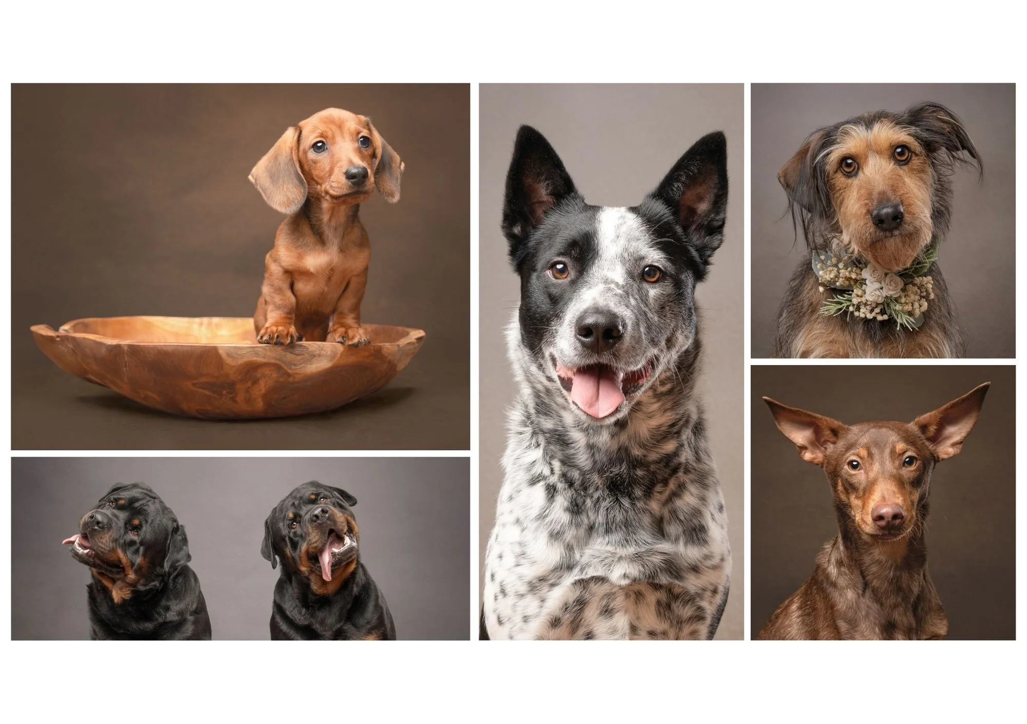 collage of different dog breeds all taken by life and landscape photography in the dog studio